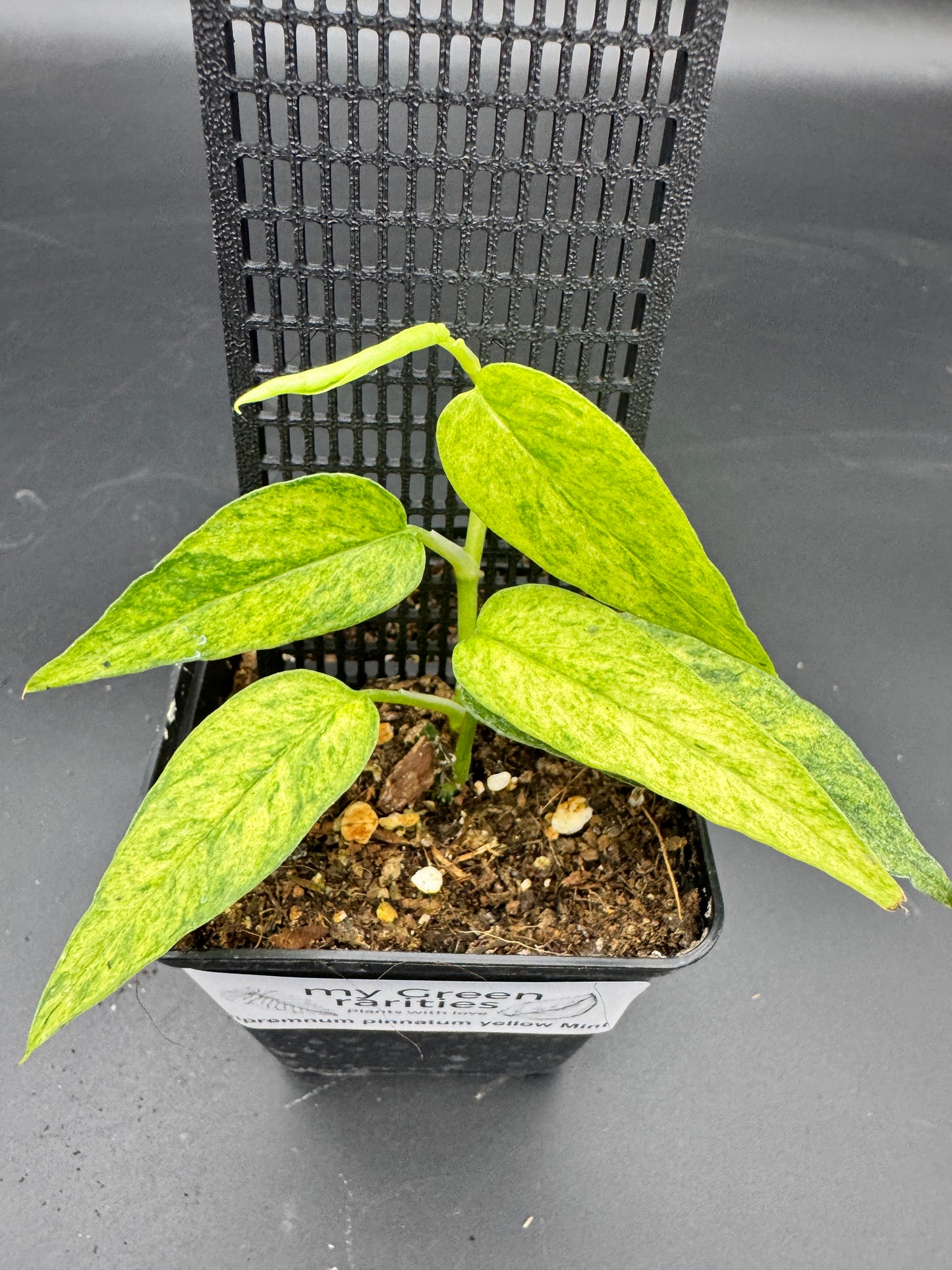 Epipremnum pinnatum Yellow Mint variegata