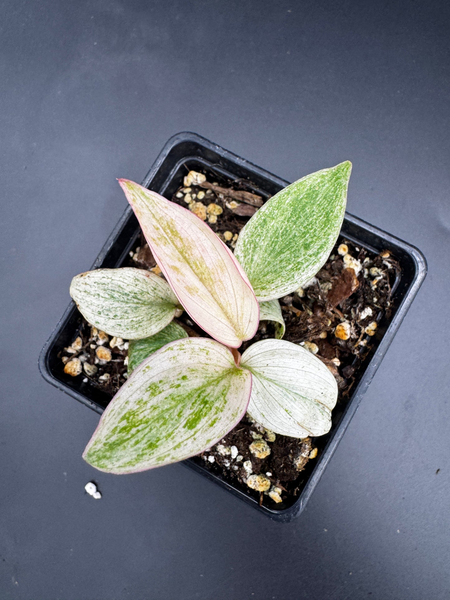 Philodendron micans pink marble variegata