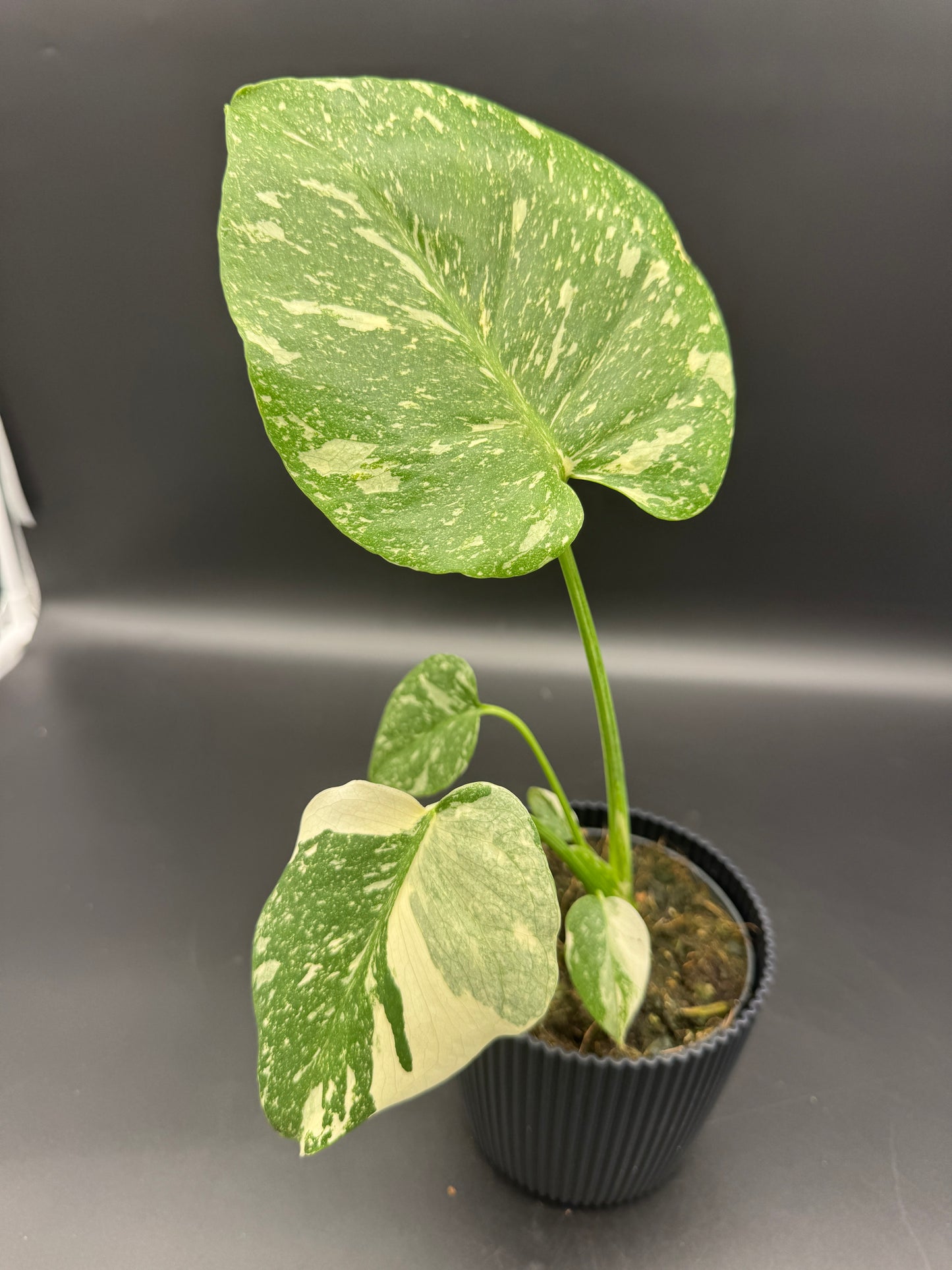 Monstera Thai constelation
