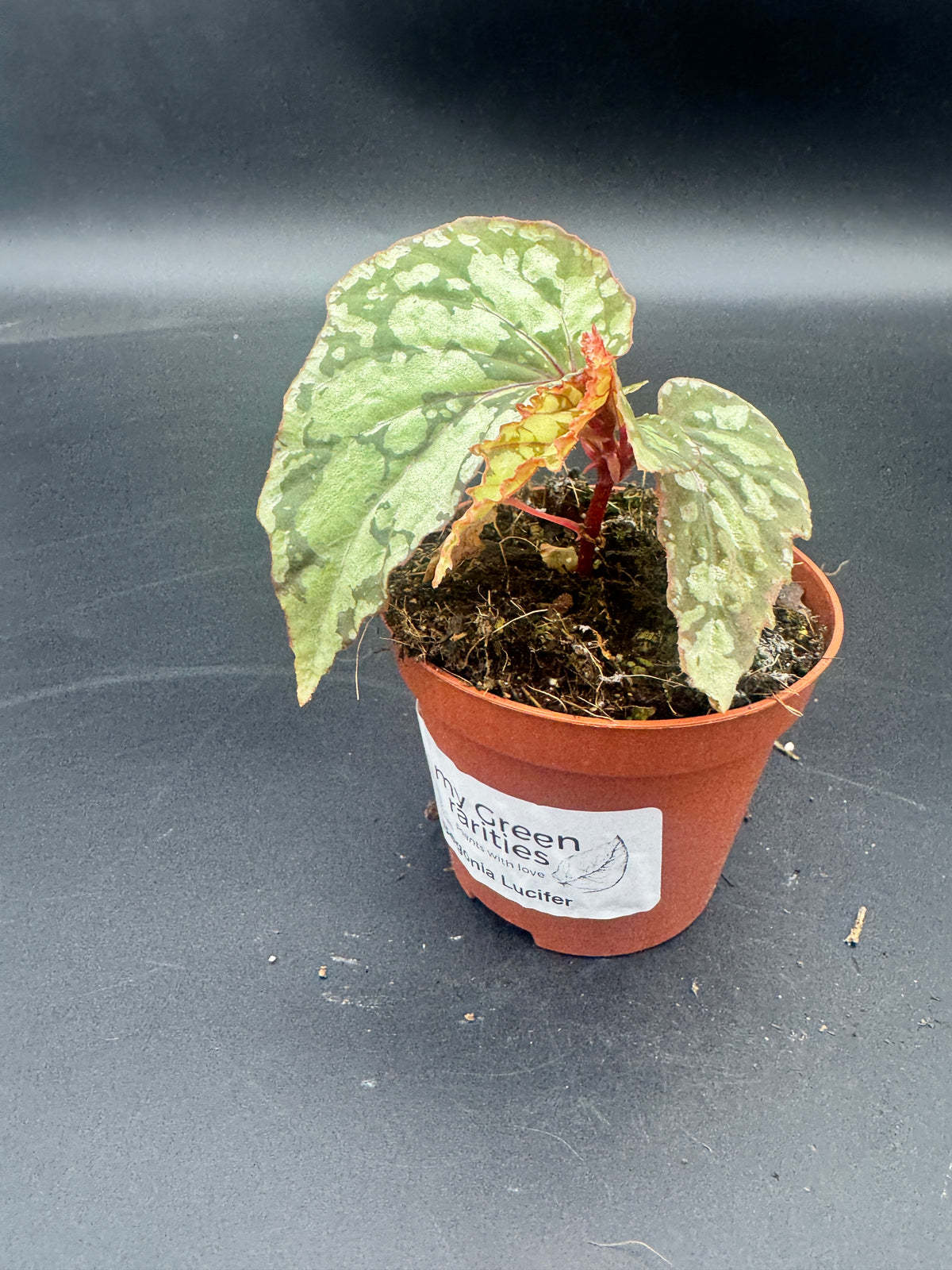 Begonia Lucifer