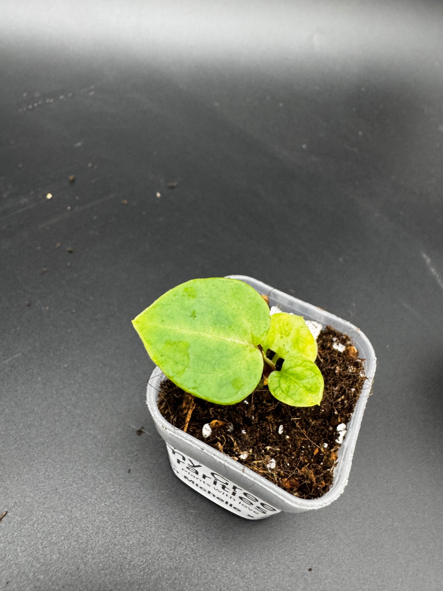 Michelle Hybrid Selection Trio