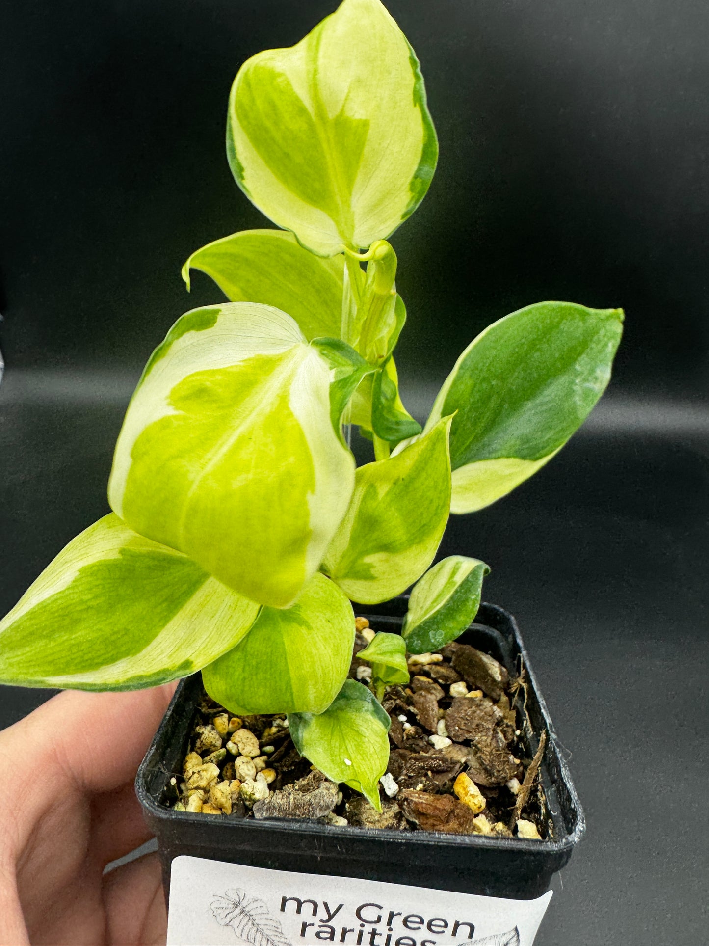 Philodendron cream splash