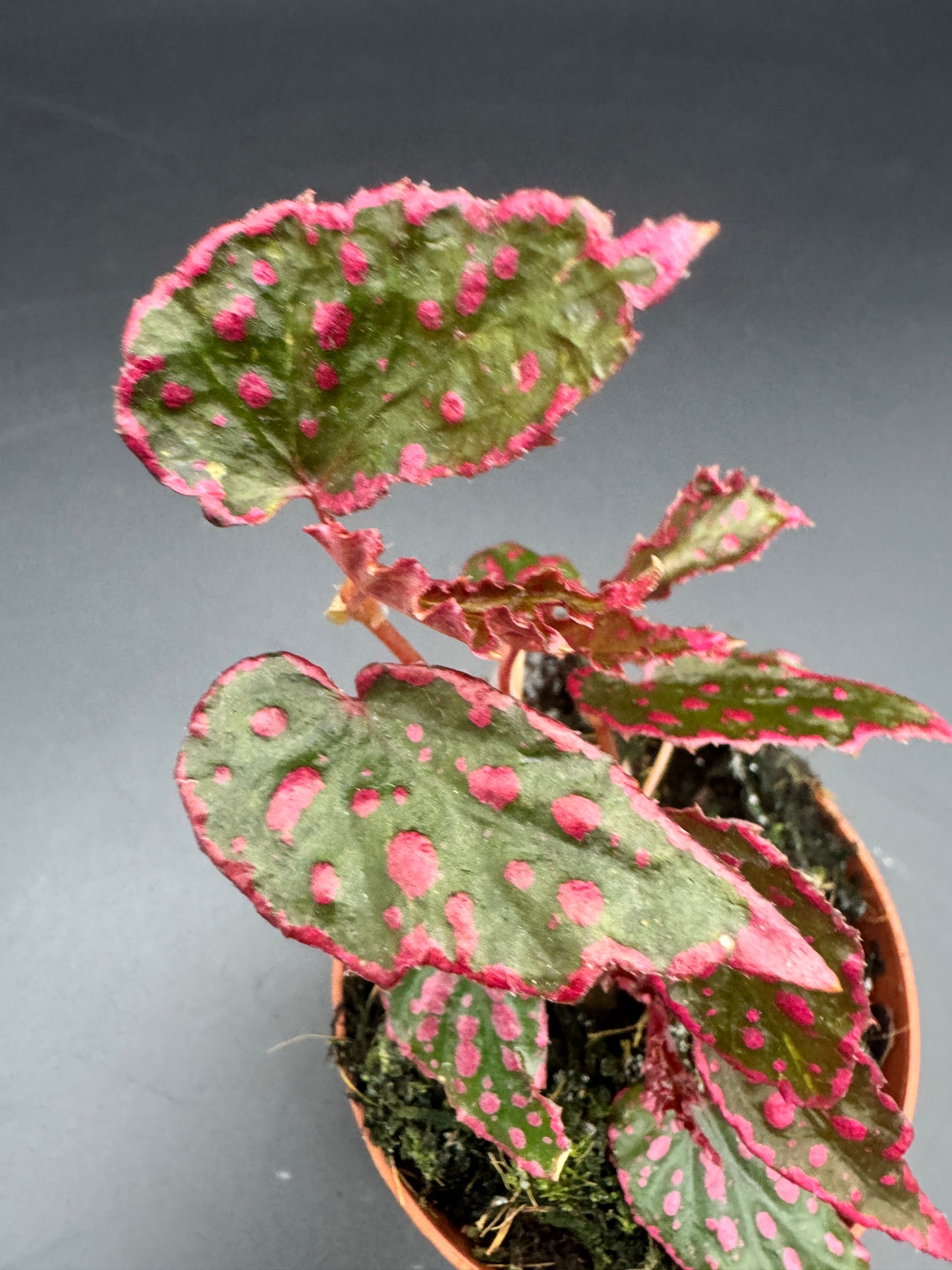 Begonia Pink Lady