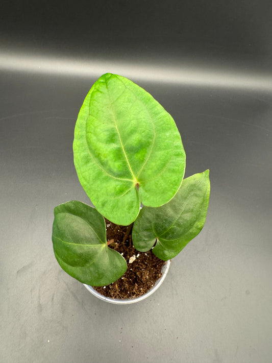 anthurium papillilaminum x king of spades