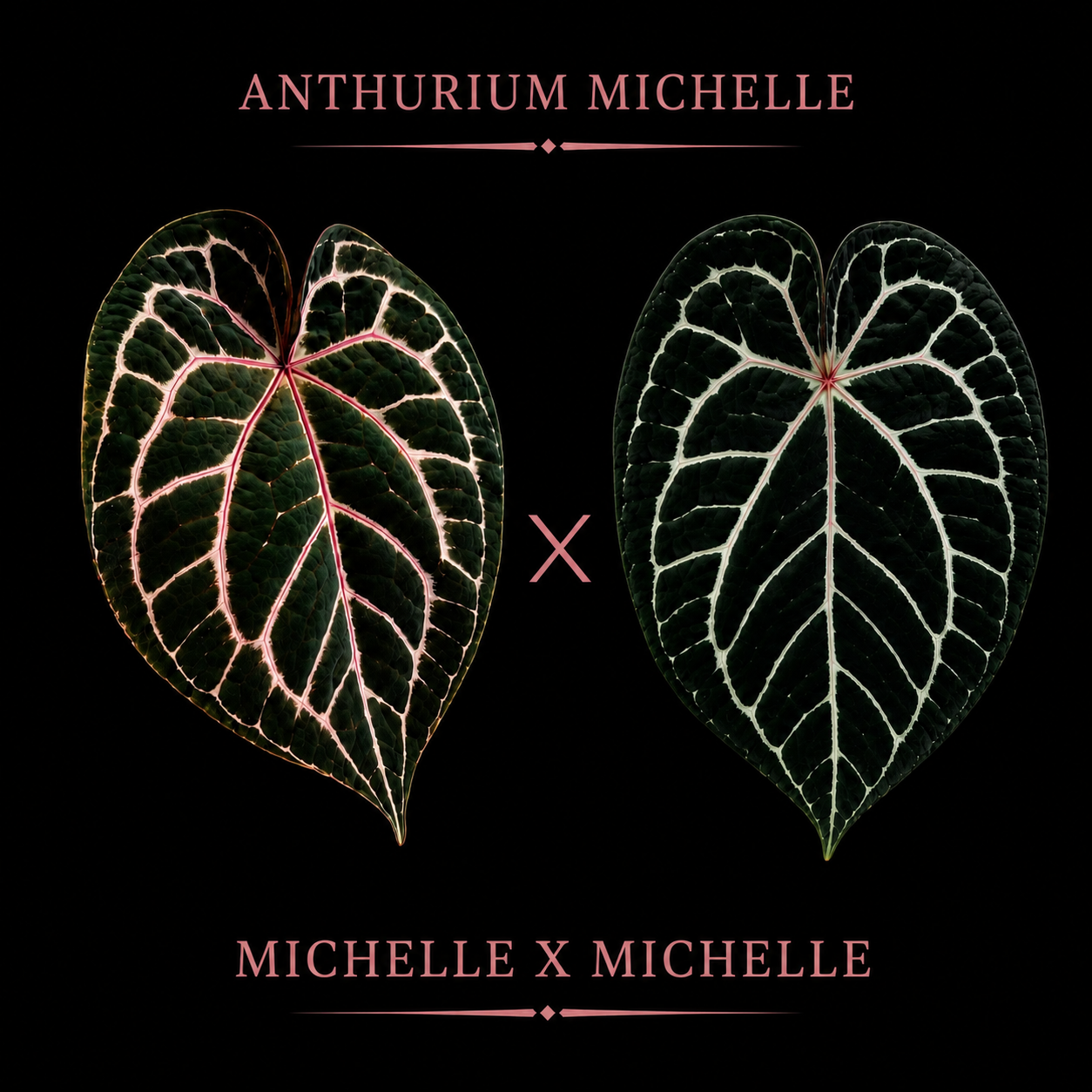 Michelle Hybrid Selection Trio