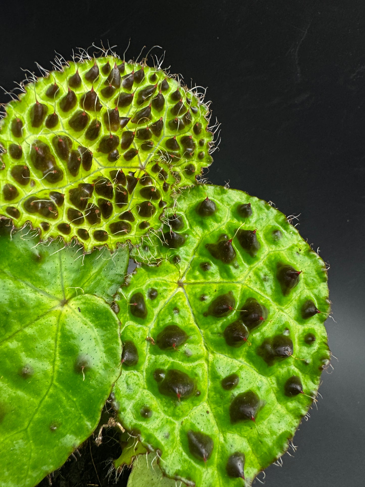 Begonia Ferox