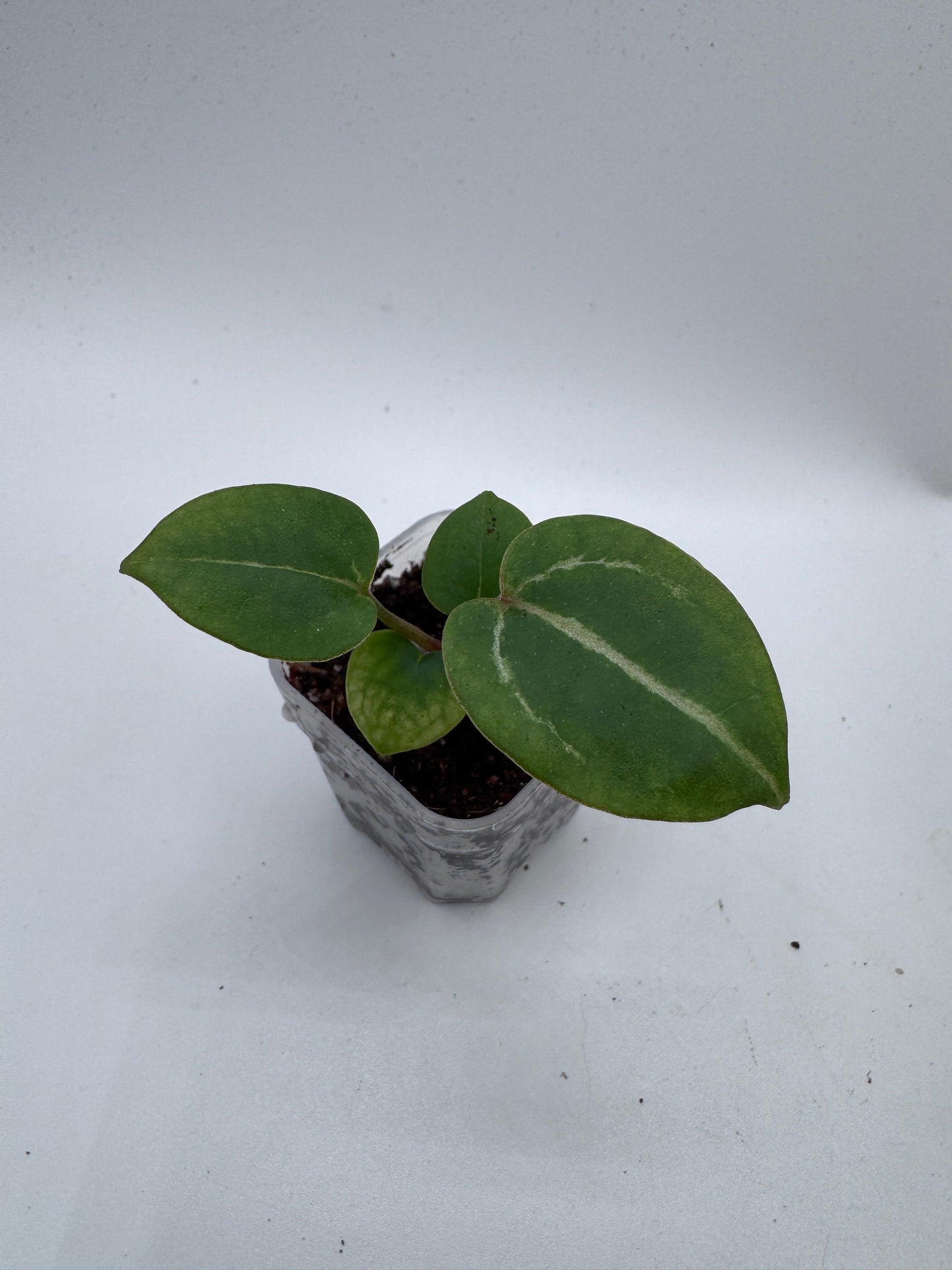 Signature Choice Trio #1