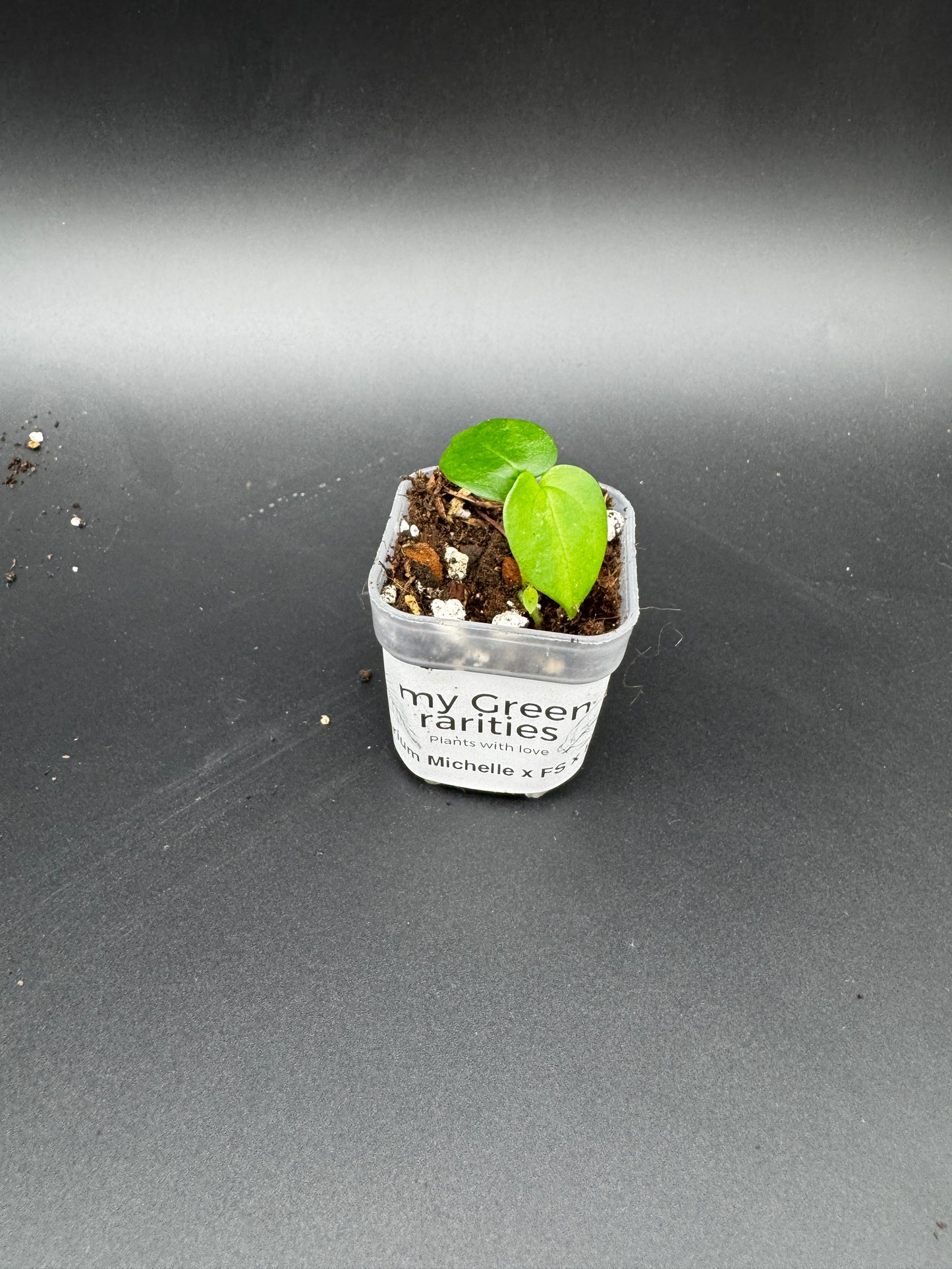 Michelle Hybrid Selection Trio