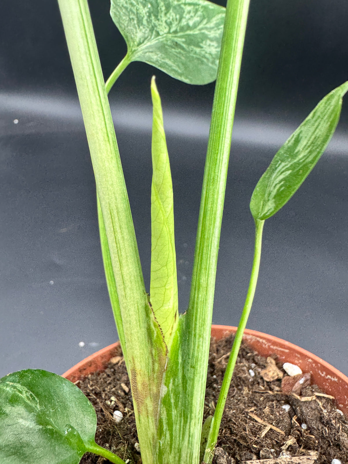 Monstera Bulbasaur