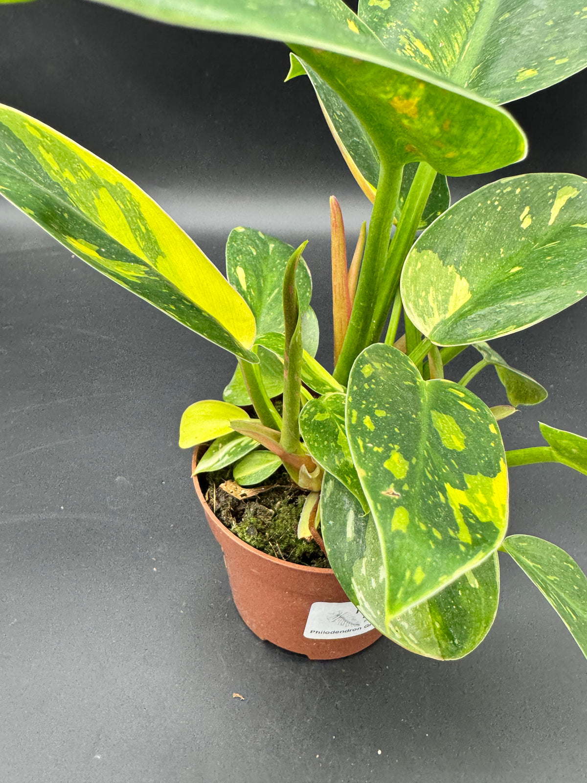 Philodendron Green Kongo variegata