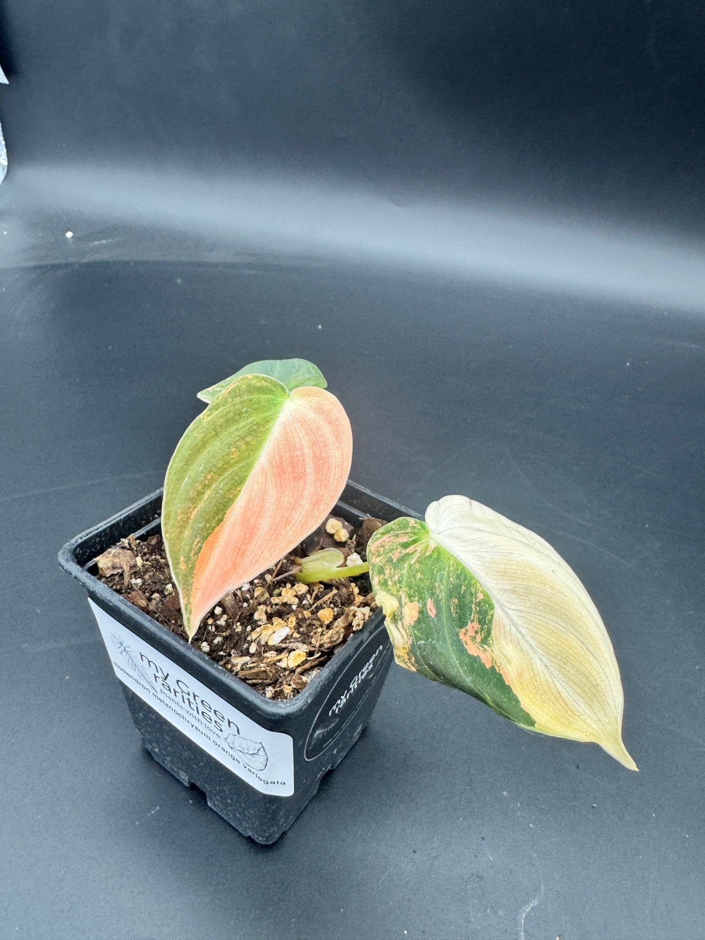 Philodendron melanochrysum orange variegata