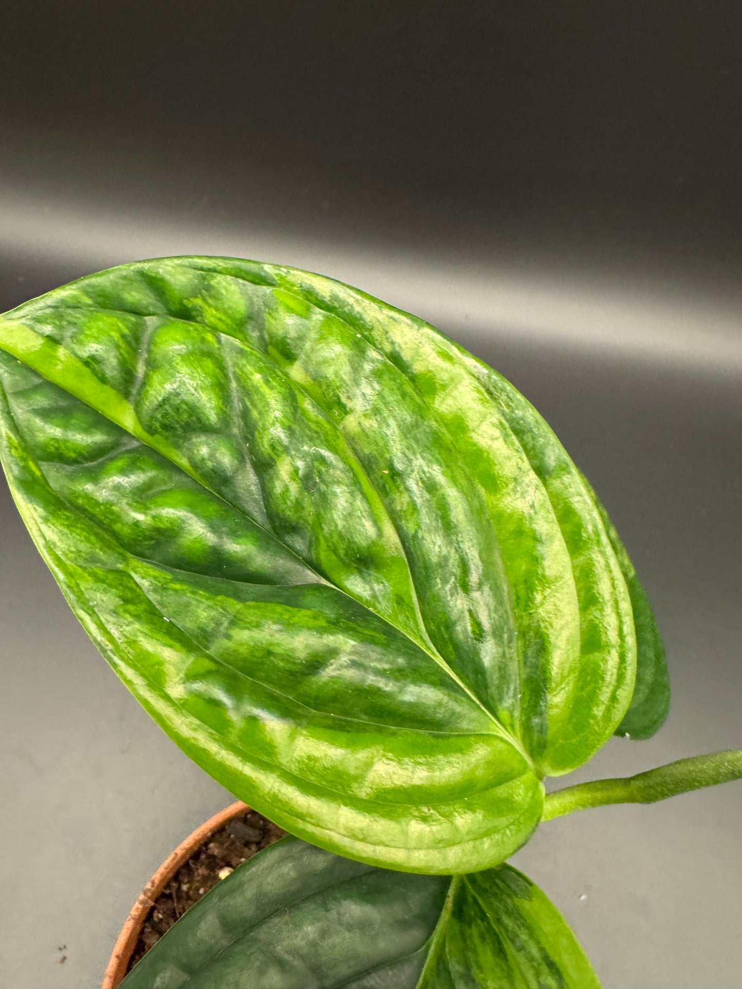 Monstera karstenanium Peru variegata