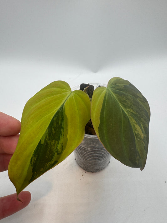 Philodendron Micans variegata