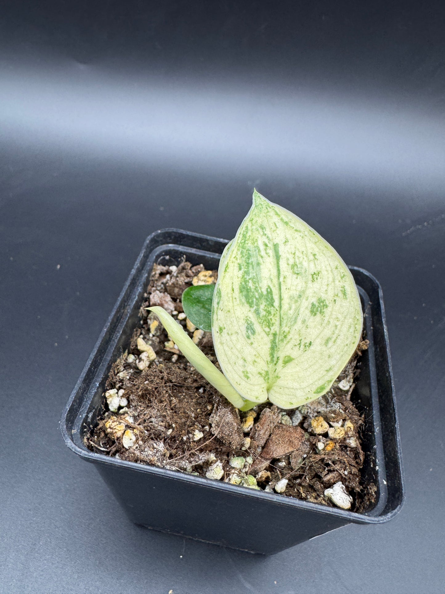 Scindapsus Silver Splash variegata