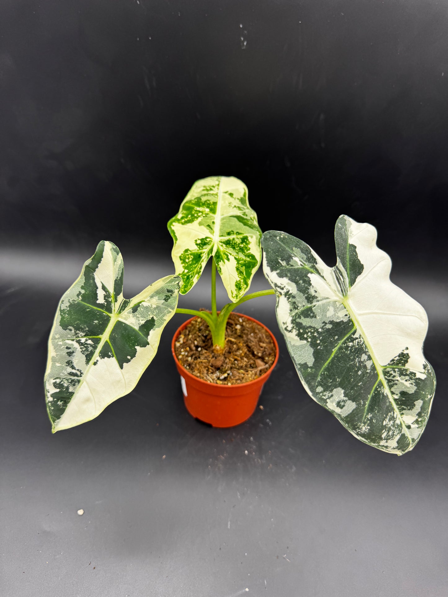 Alocasia Frydek  variegata