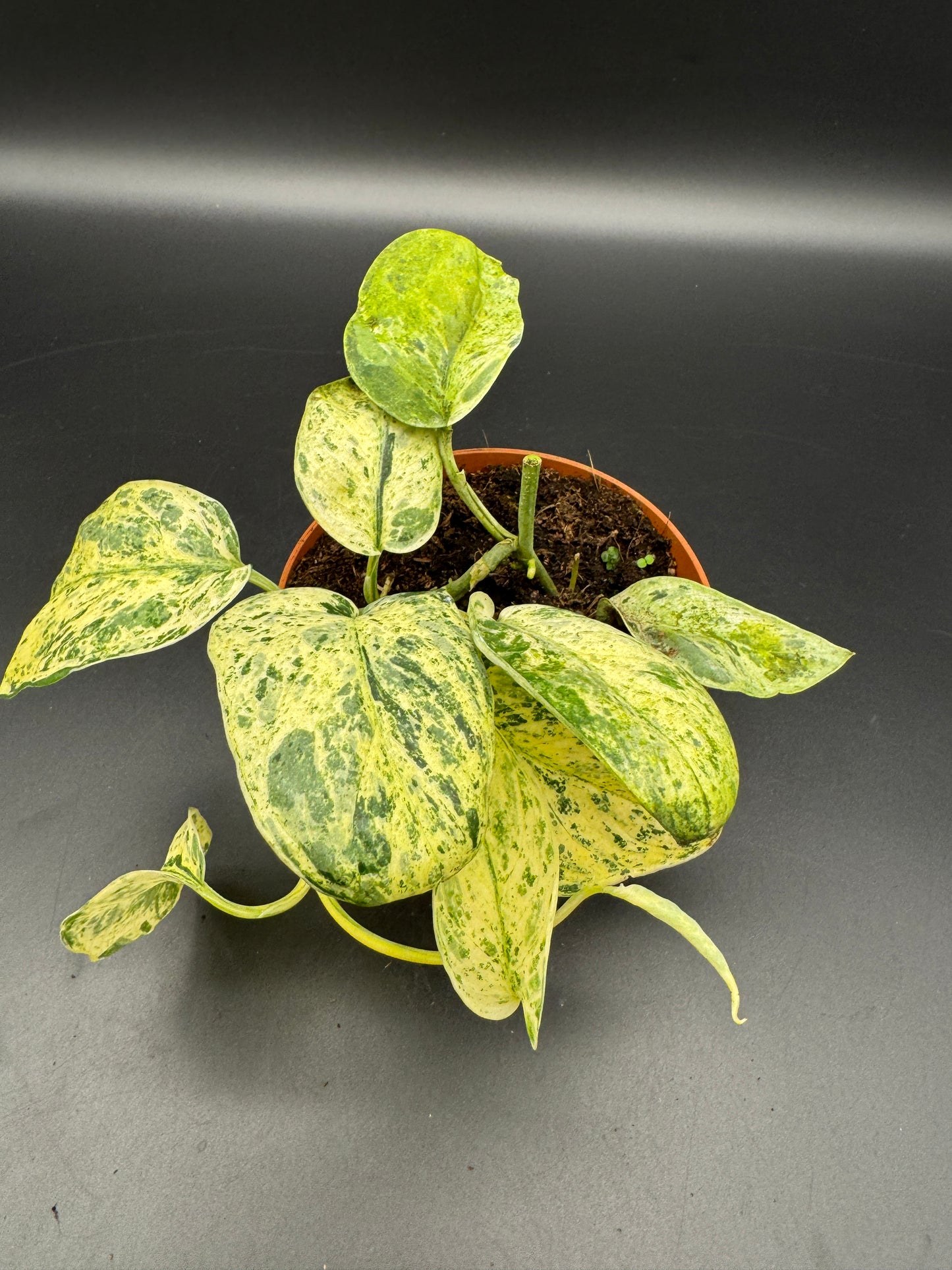 Scindapsus jade Satin Creme brulee