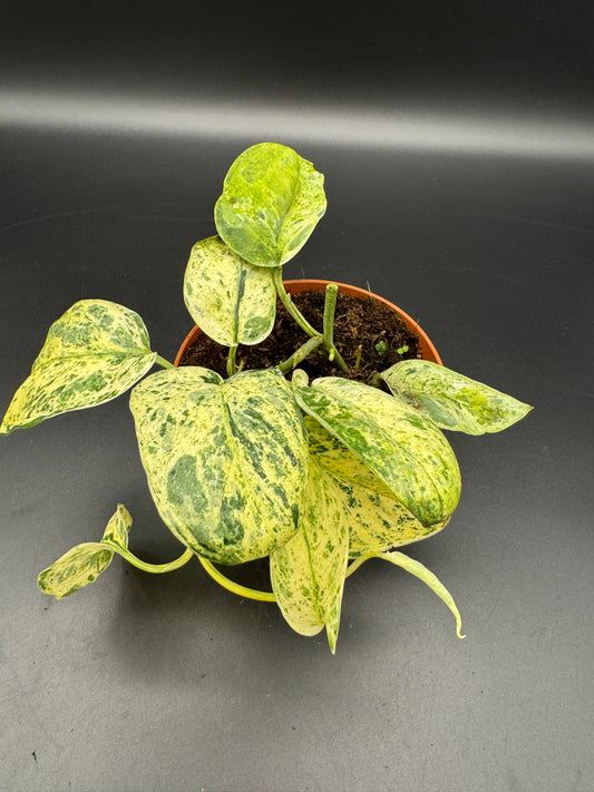 Scindapsus jade Satin Creme brulee