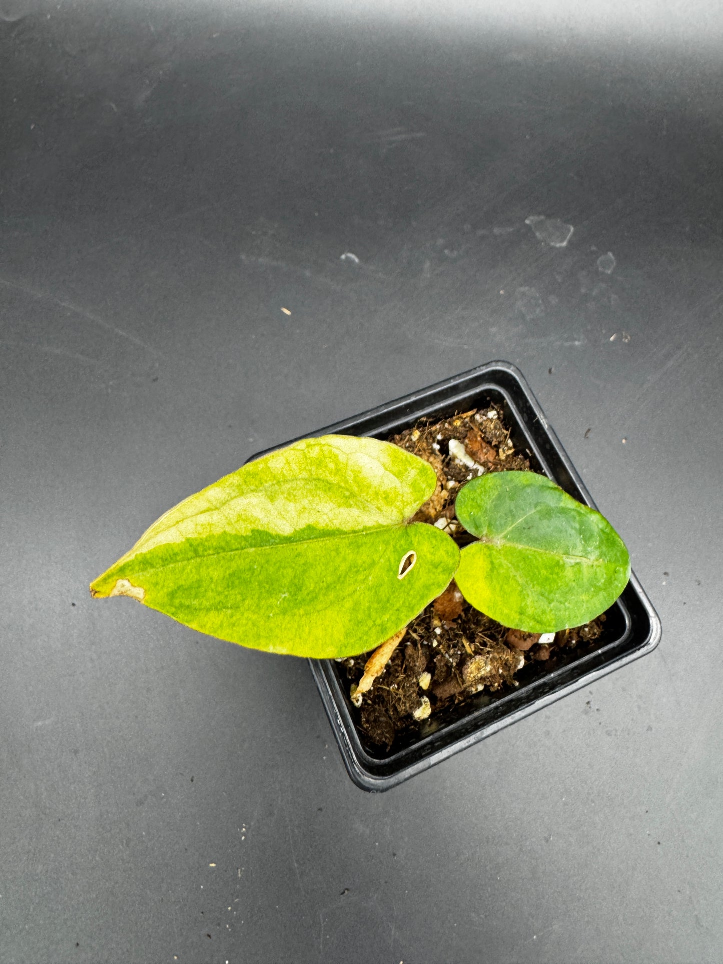 Anthurium RVDP (Red Vein Dark Phoenix) variegata