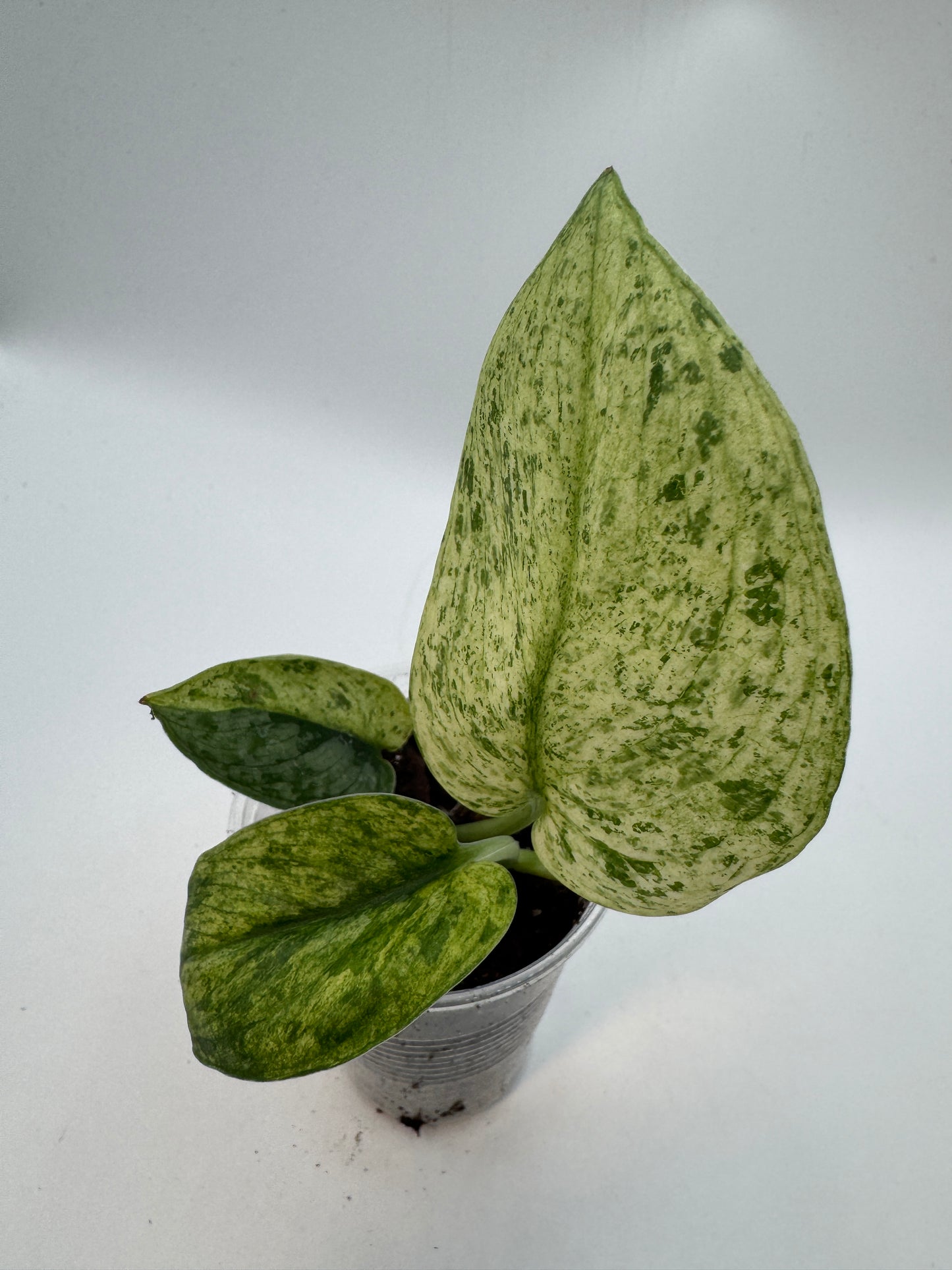 Scindapsus Silver Splash var.