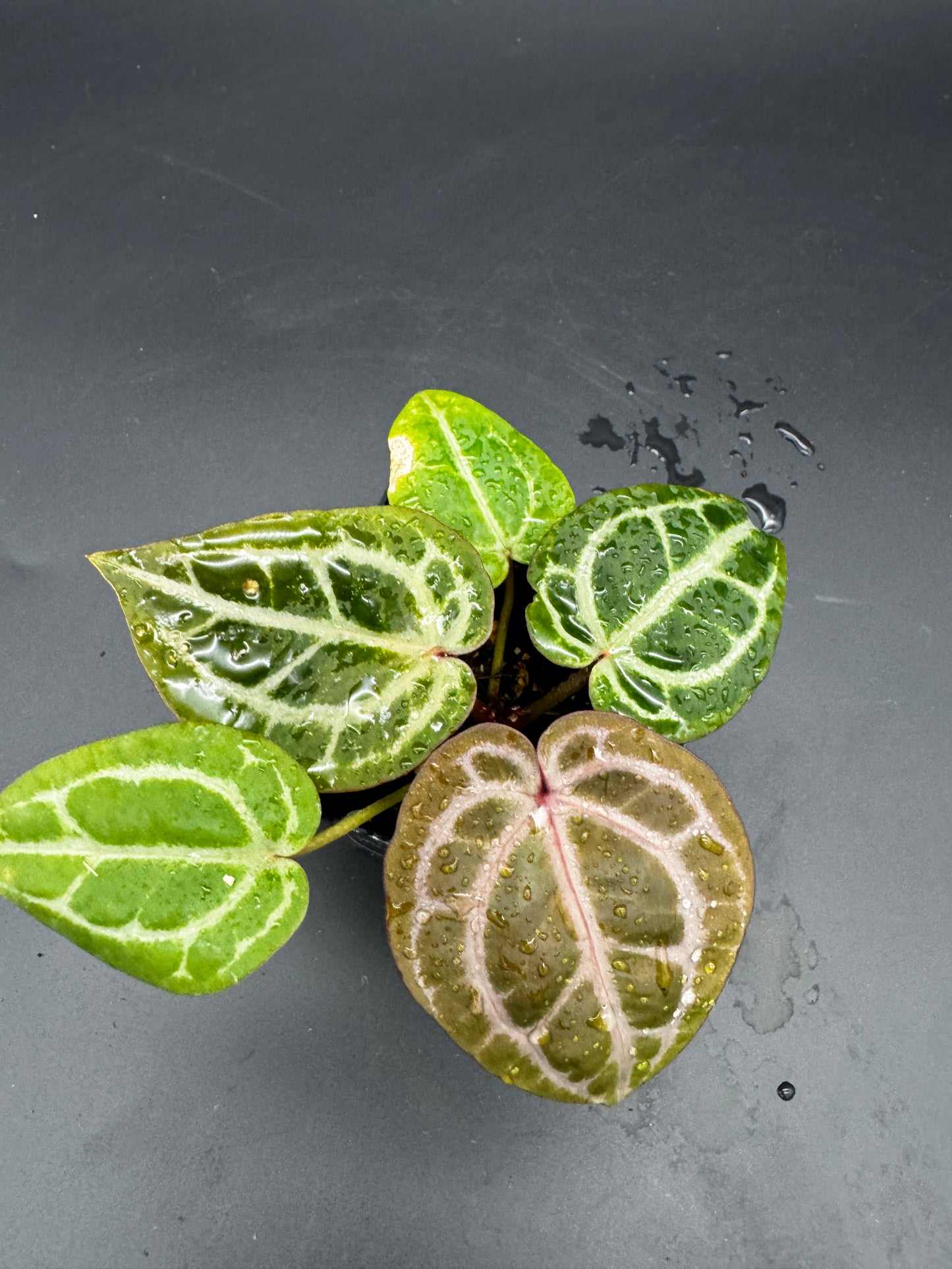 Anthurium Michelle x Michelle