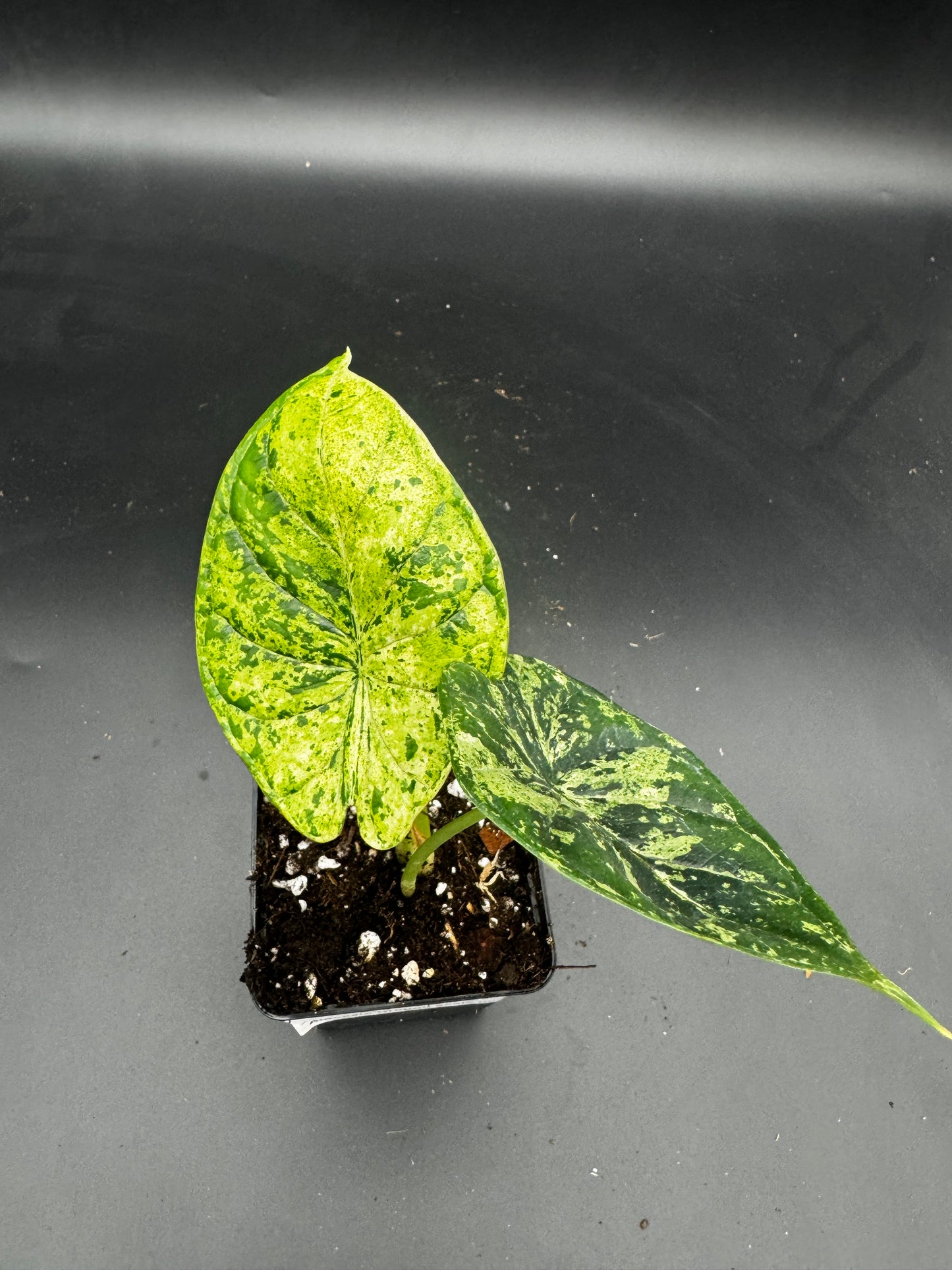 Alocasia Dragon scale mint variegata