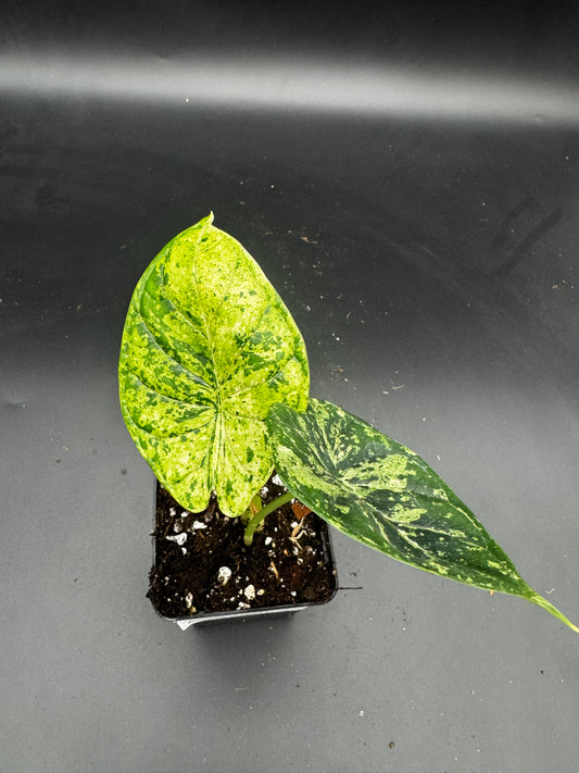 Alocasia Dragon scale mint variegata