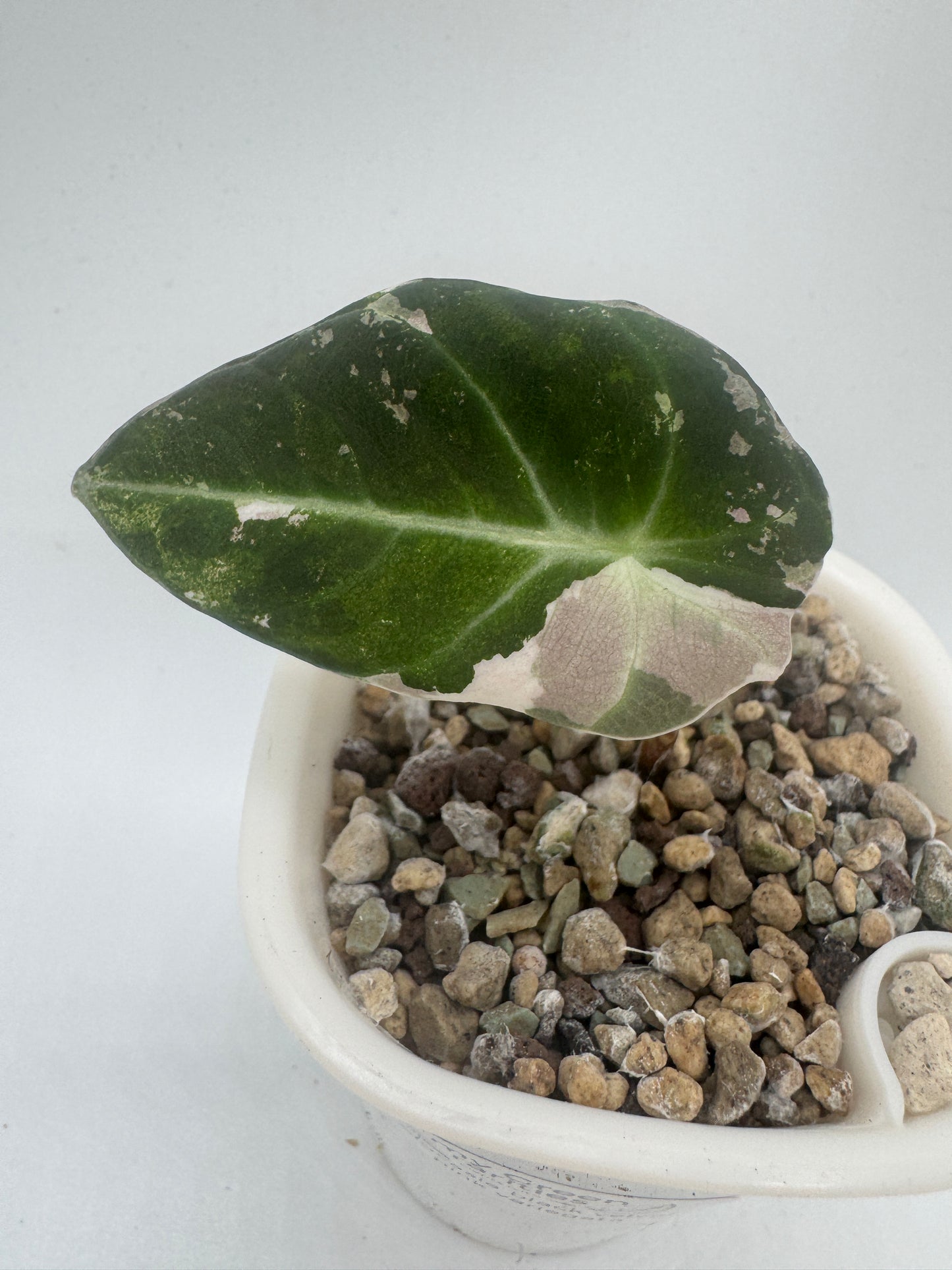 Alocasia Black velvet