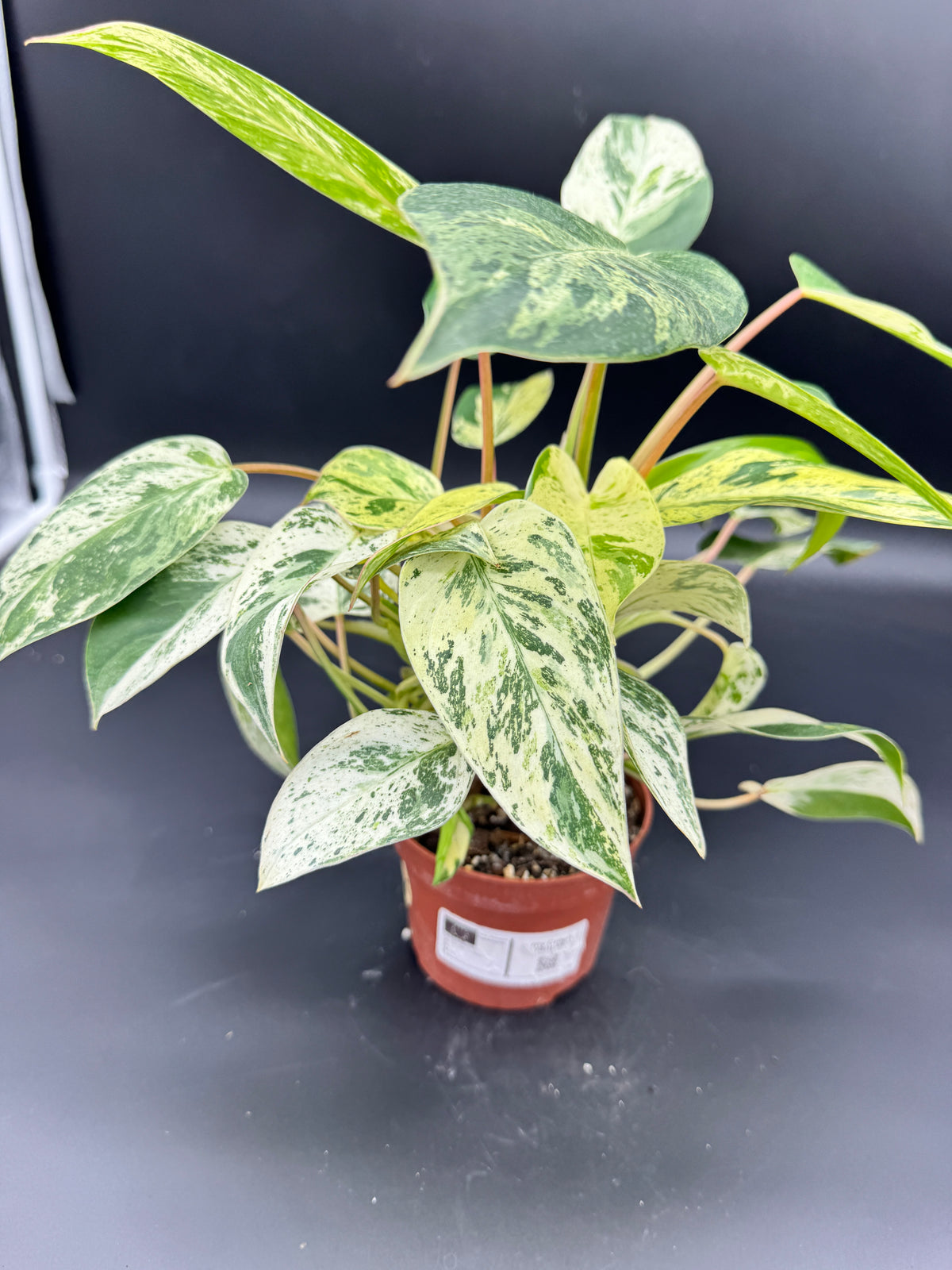 Philodendron Emerald Queen Variegata