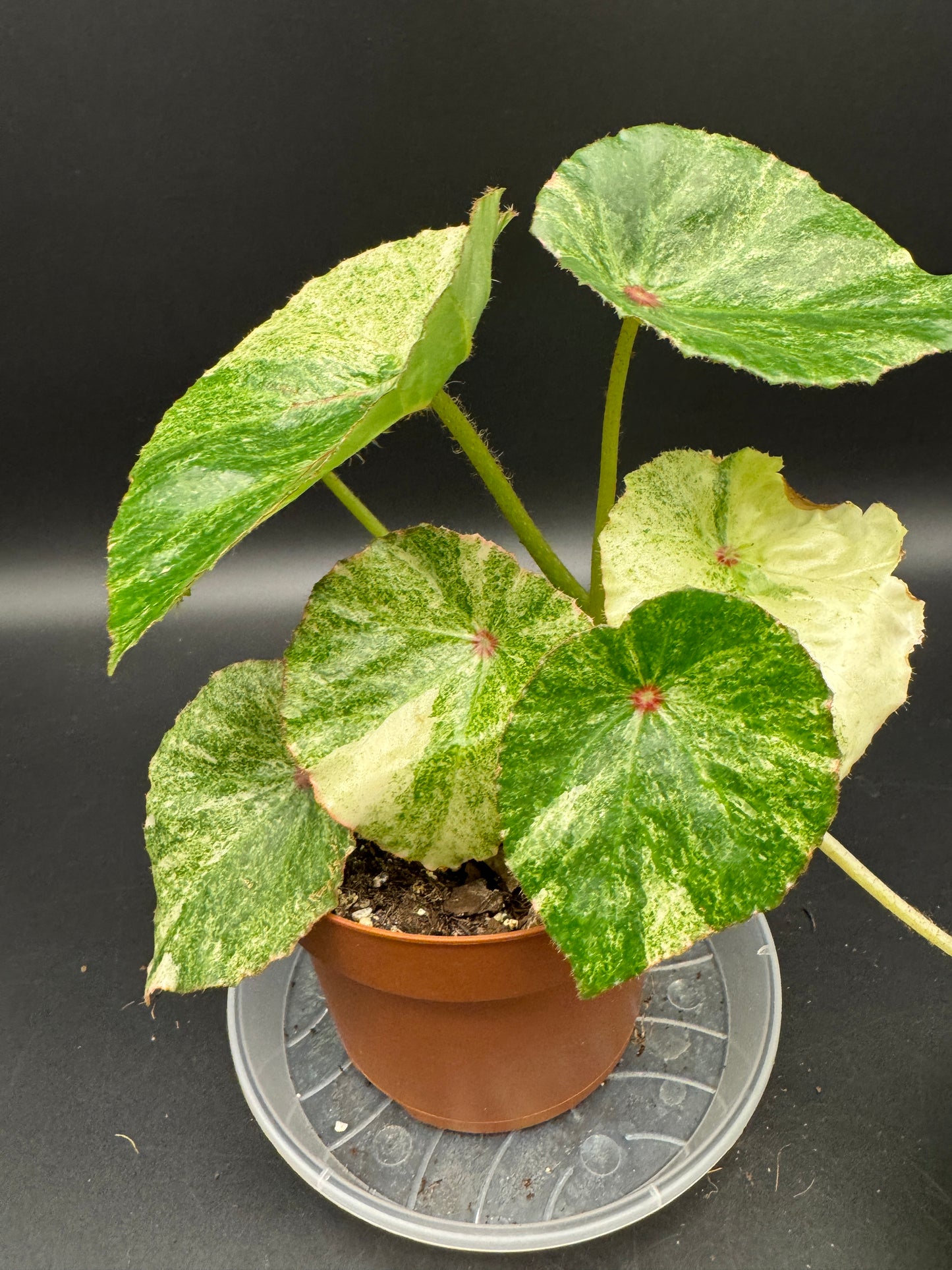 Begonia Rouge variegata