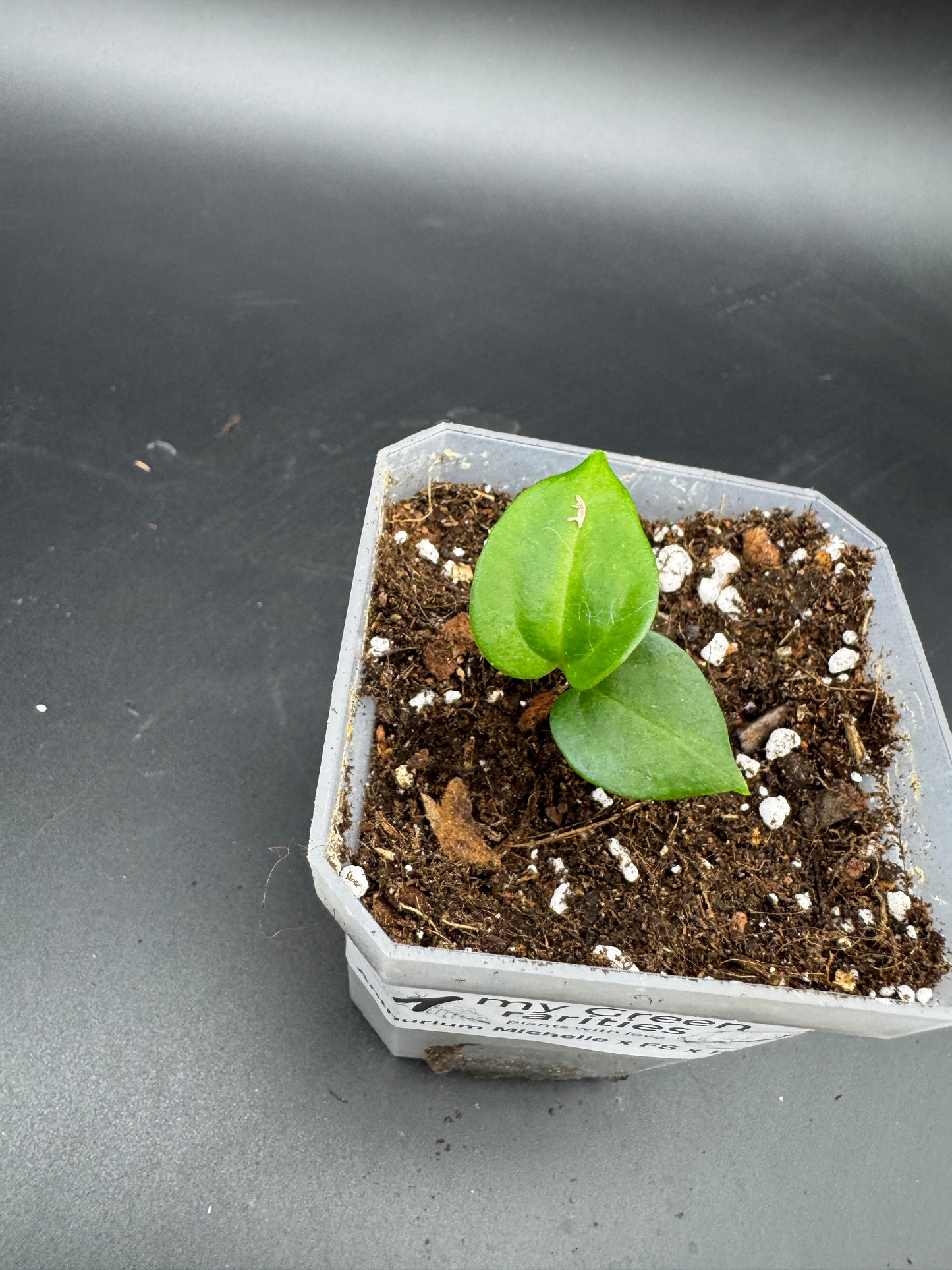 Michelle Hybrid Selection Trio