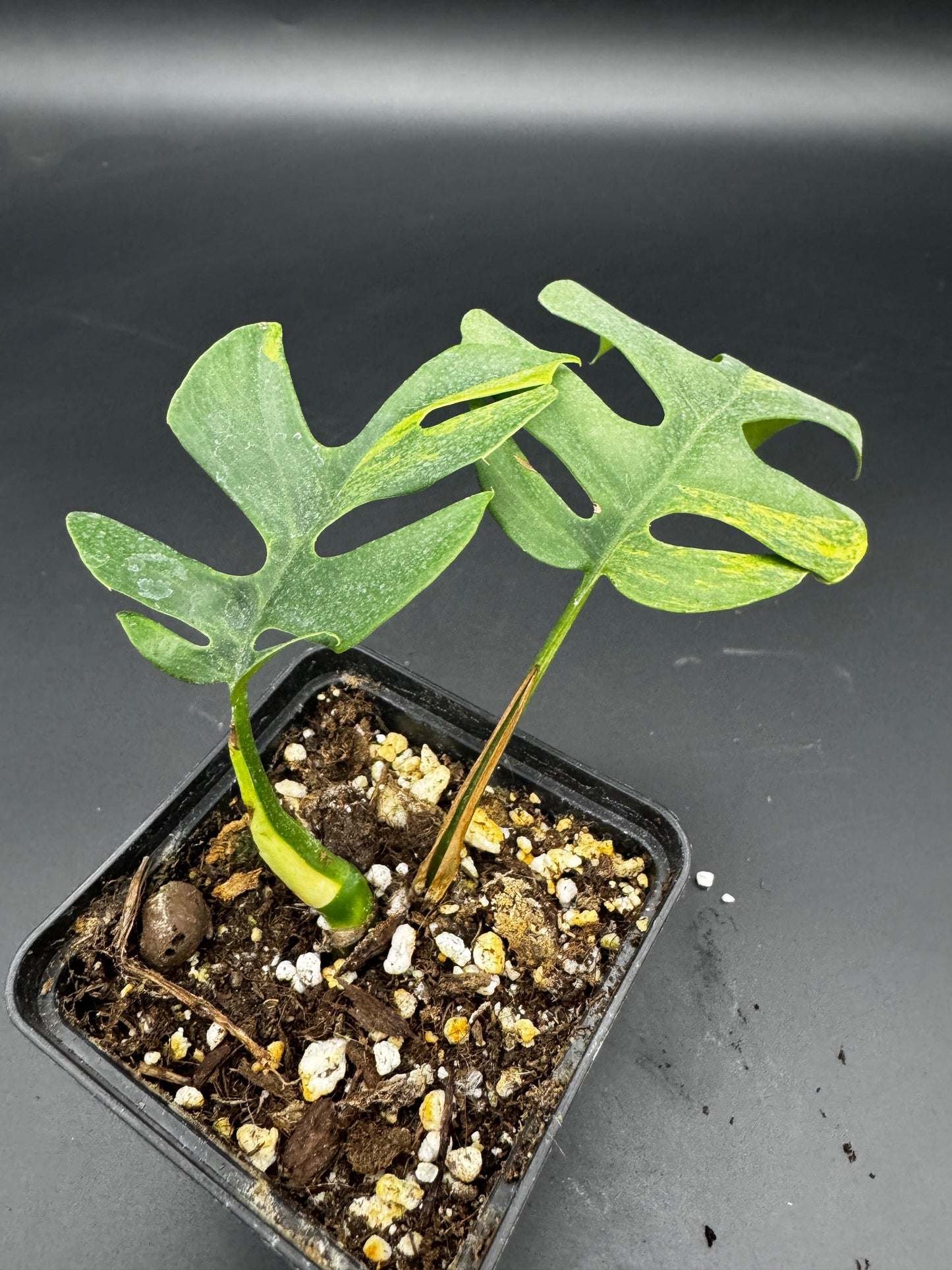 Rhaphidophora tetrasperma Green on Green variegata