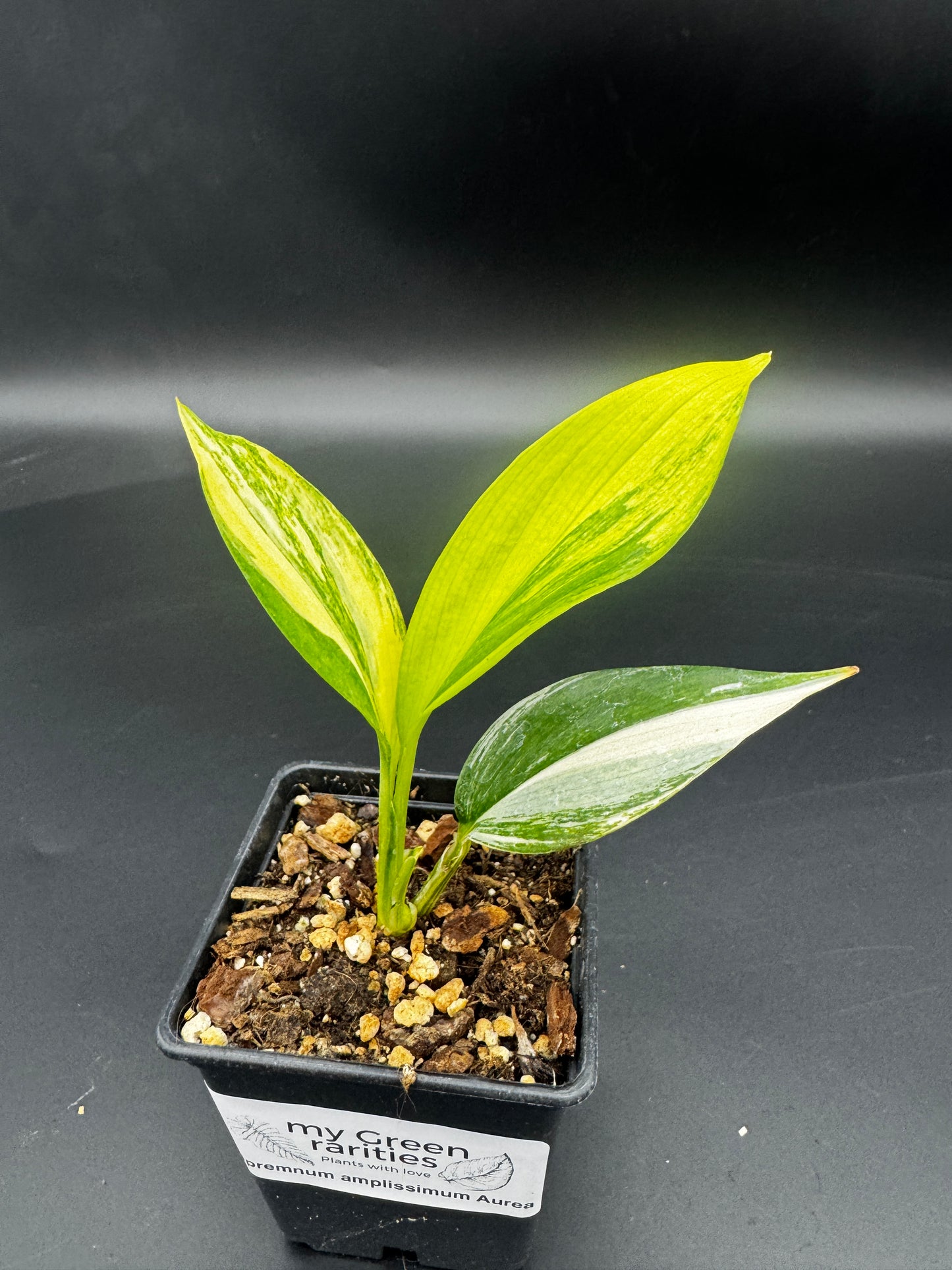 Epipremnum amplissimum Aurea