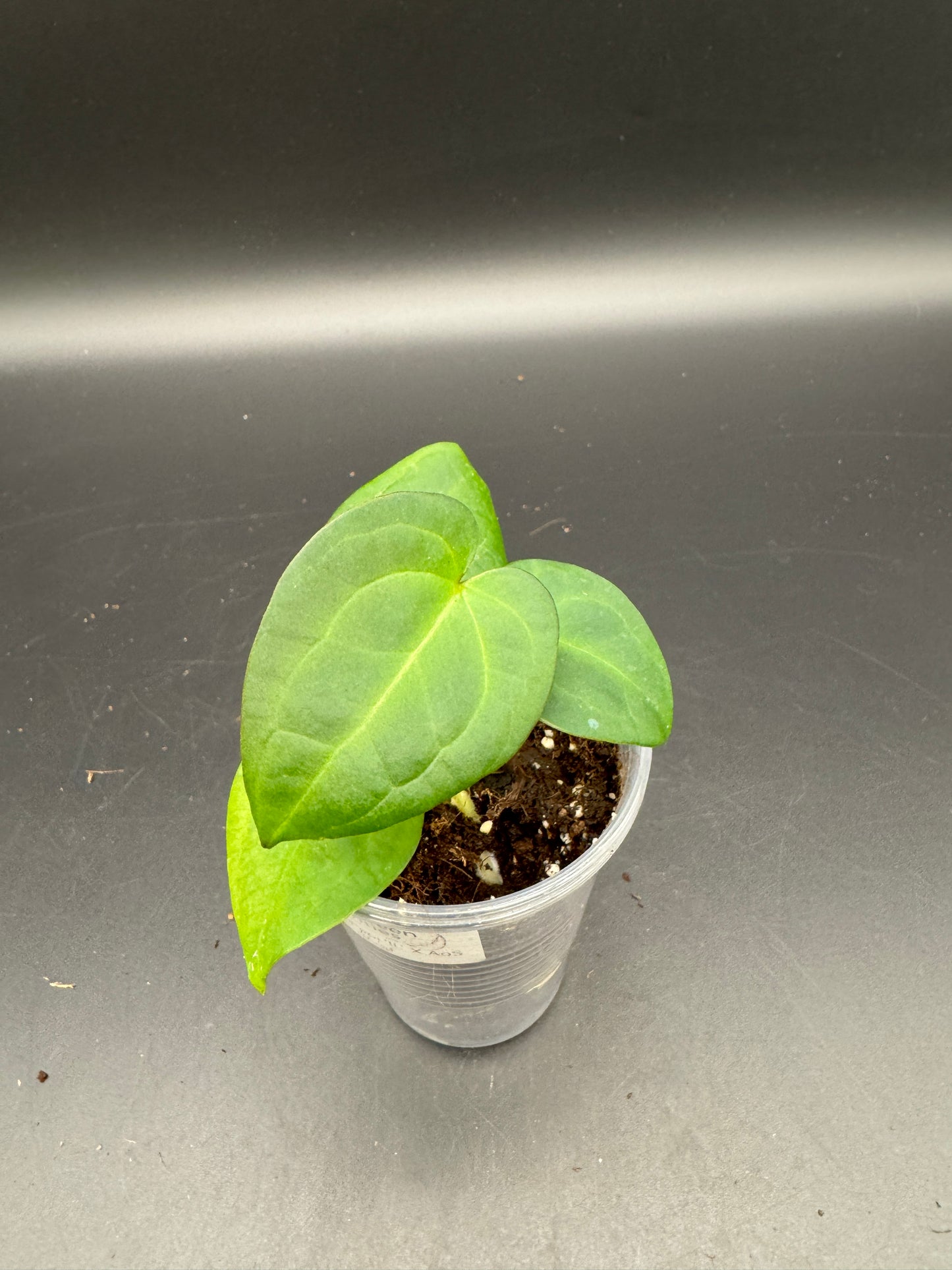 AoS dfxPapi 'IL' X AoS dfxgf