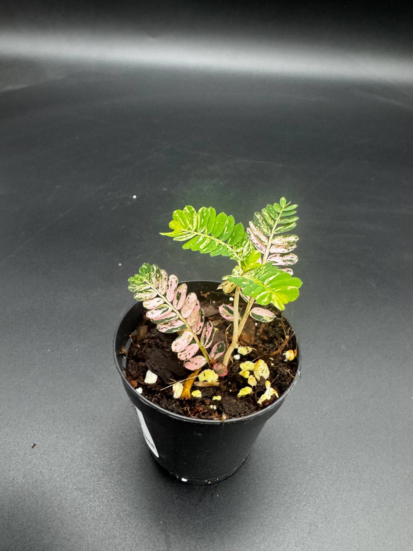 Phyllanthus Urinaria Pink Variegata