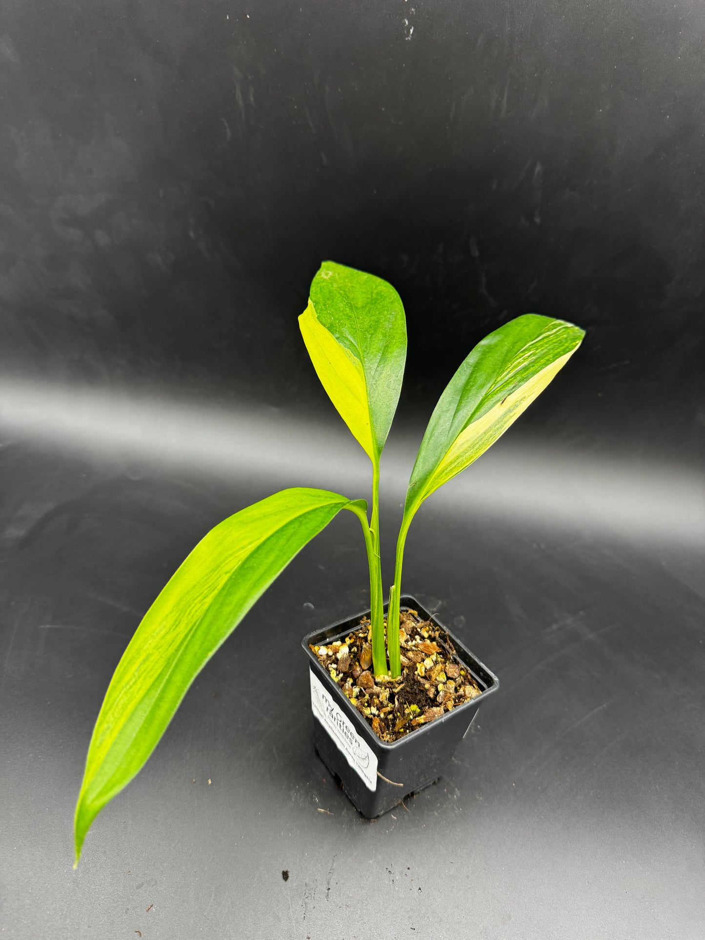 Epipremnum amplissimum Aurea