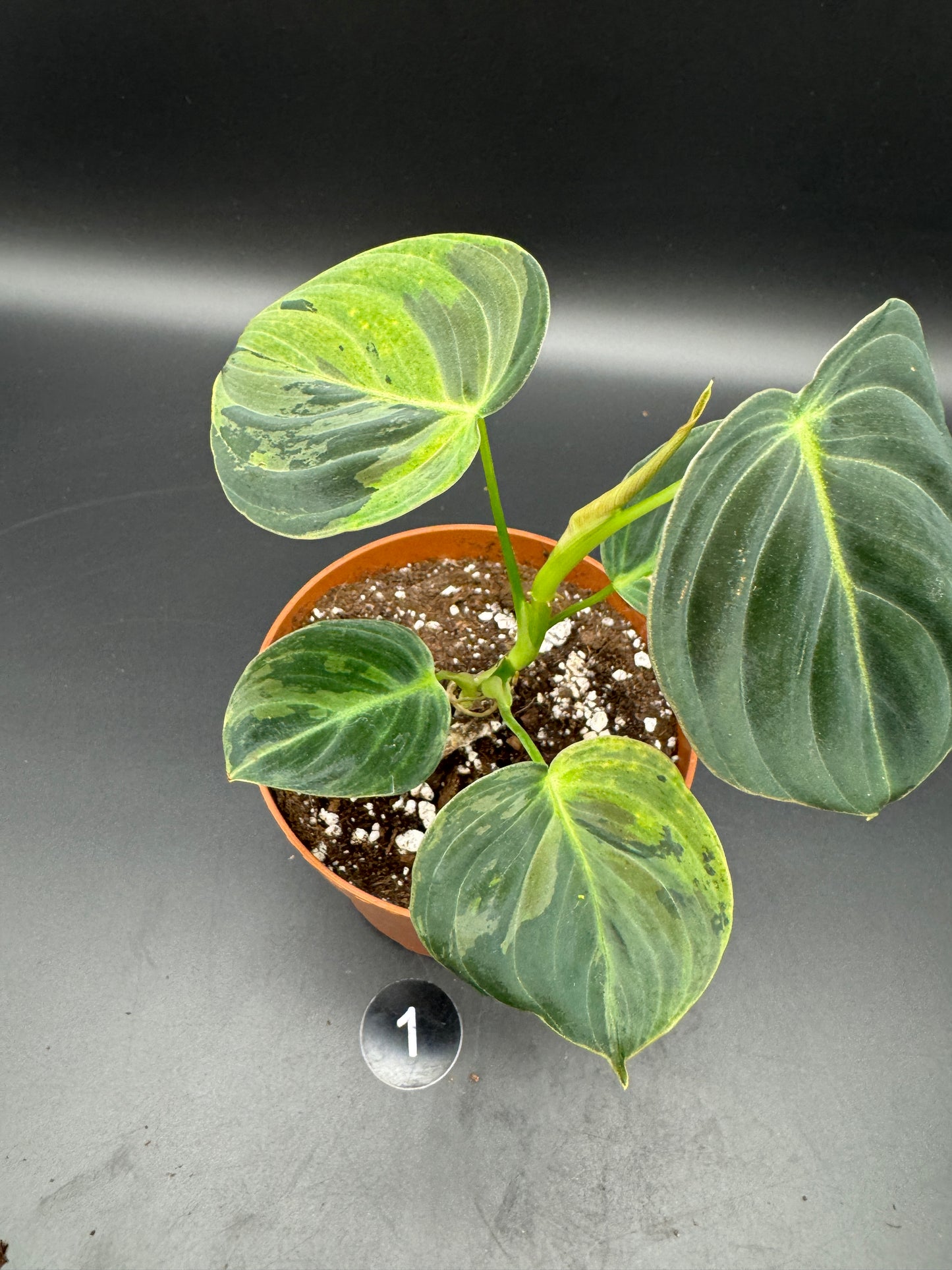 Philodendron melanochrysum variegata