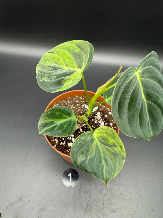 Philodendron melanochrysum variegata