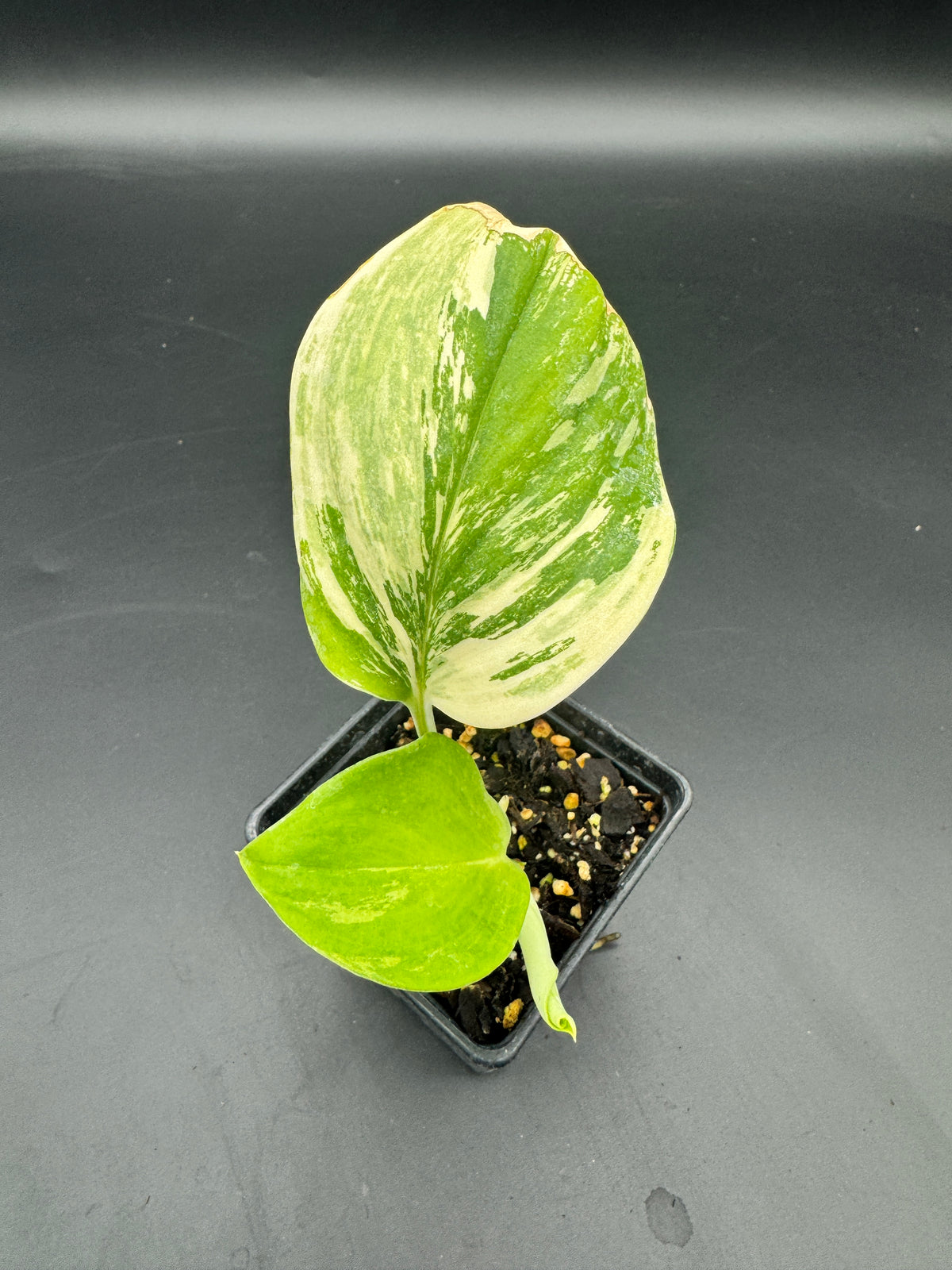 Scindapsus treubii moonlight Tricolor
