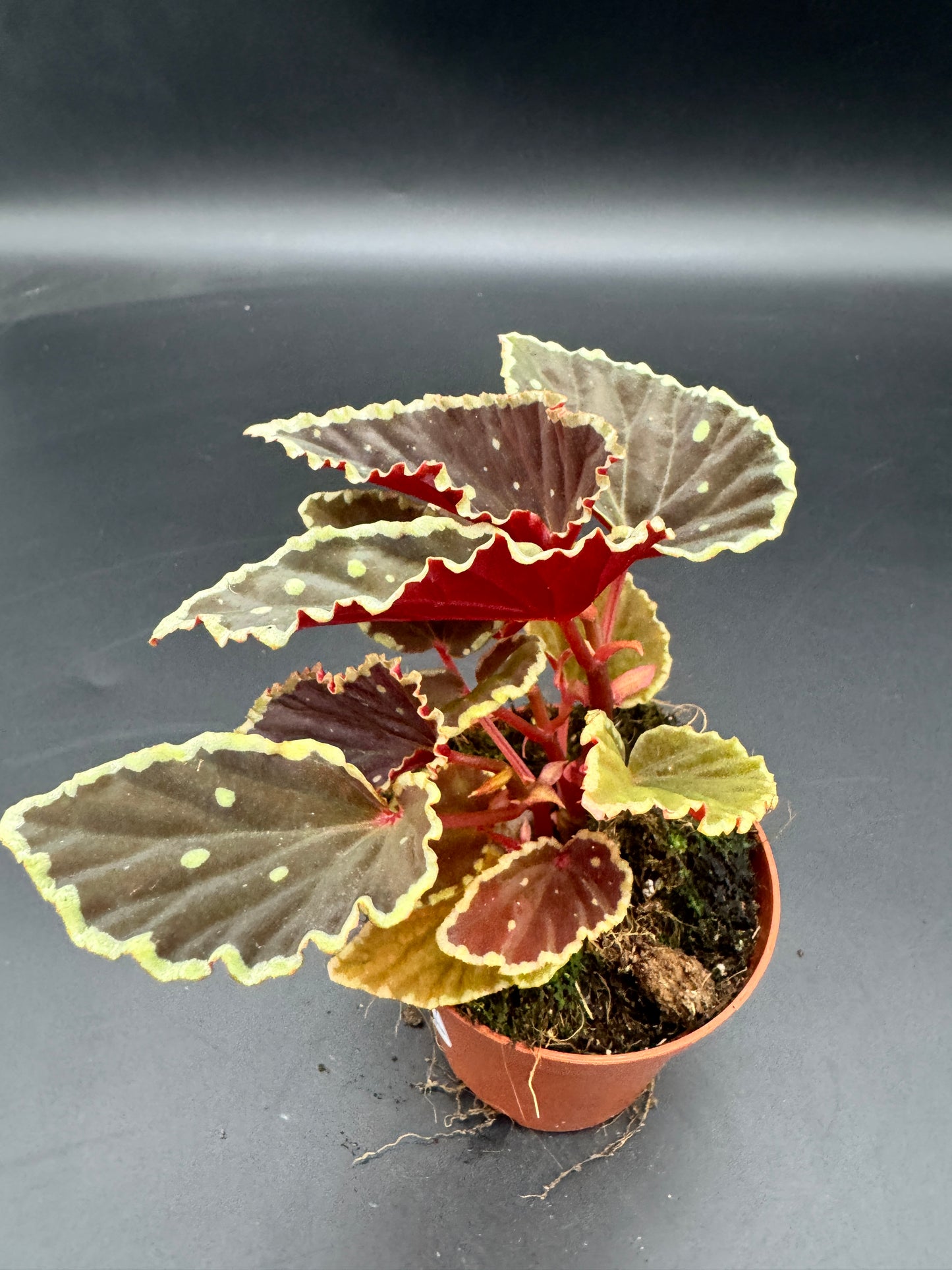 Begonia Darthvaderiana Green Spots