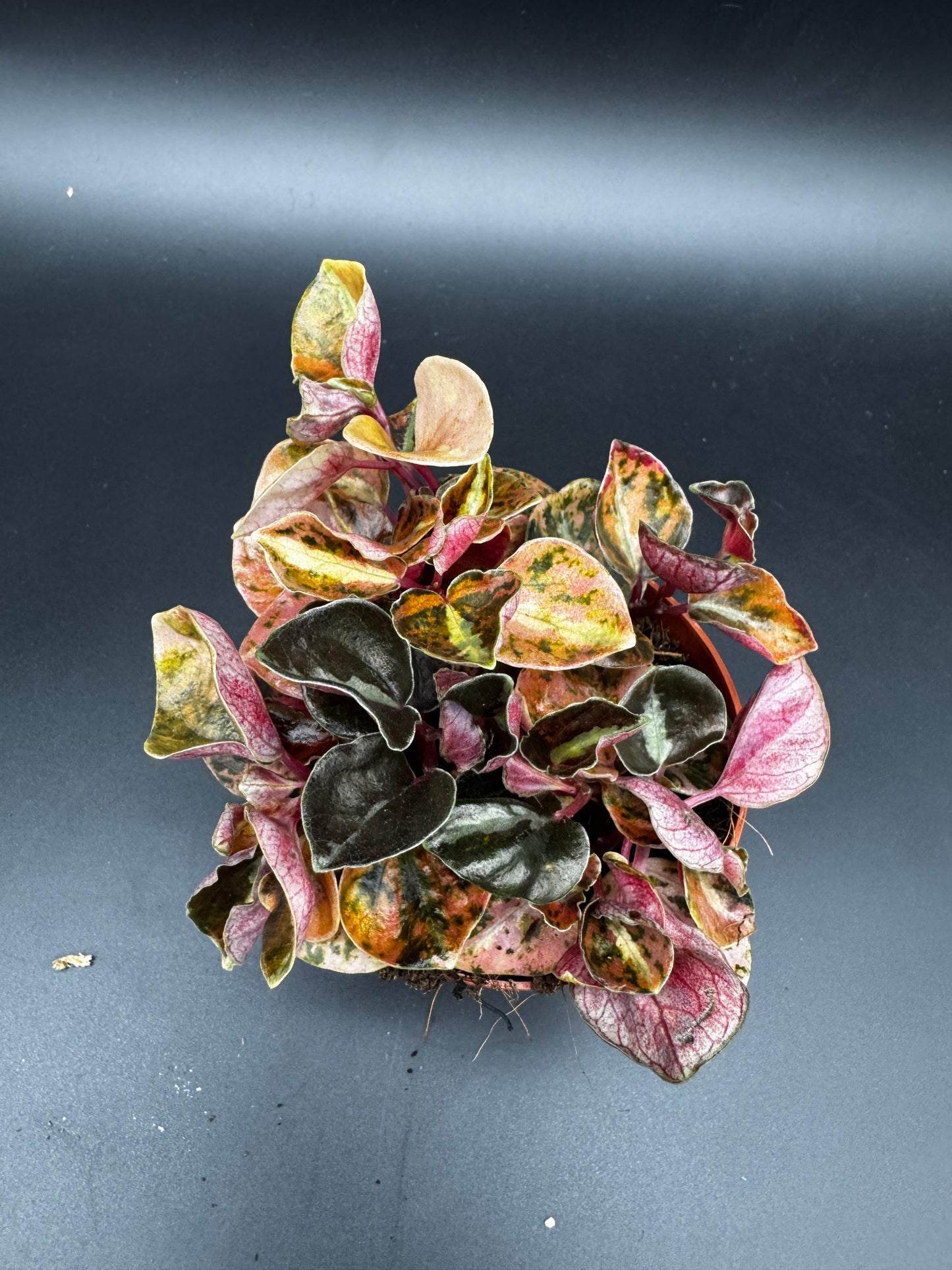 Peperomia Creme brulee