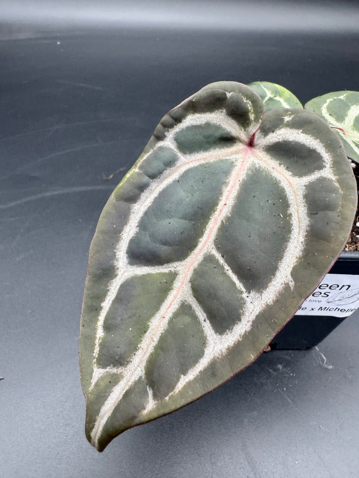 Anthurium Michelle x Michelle