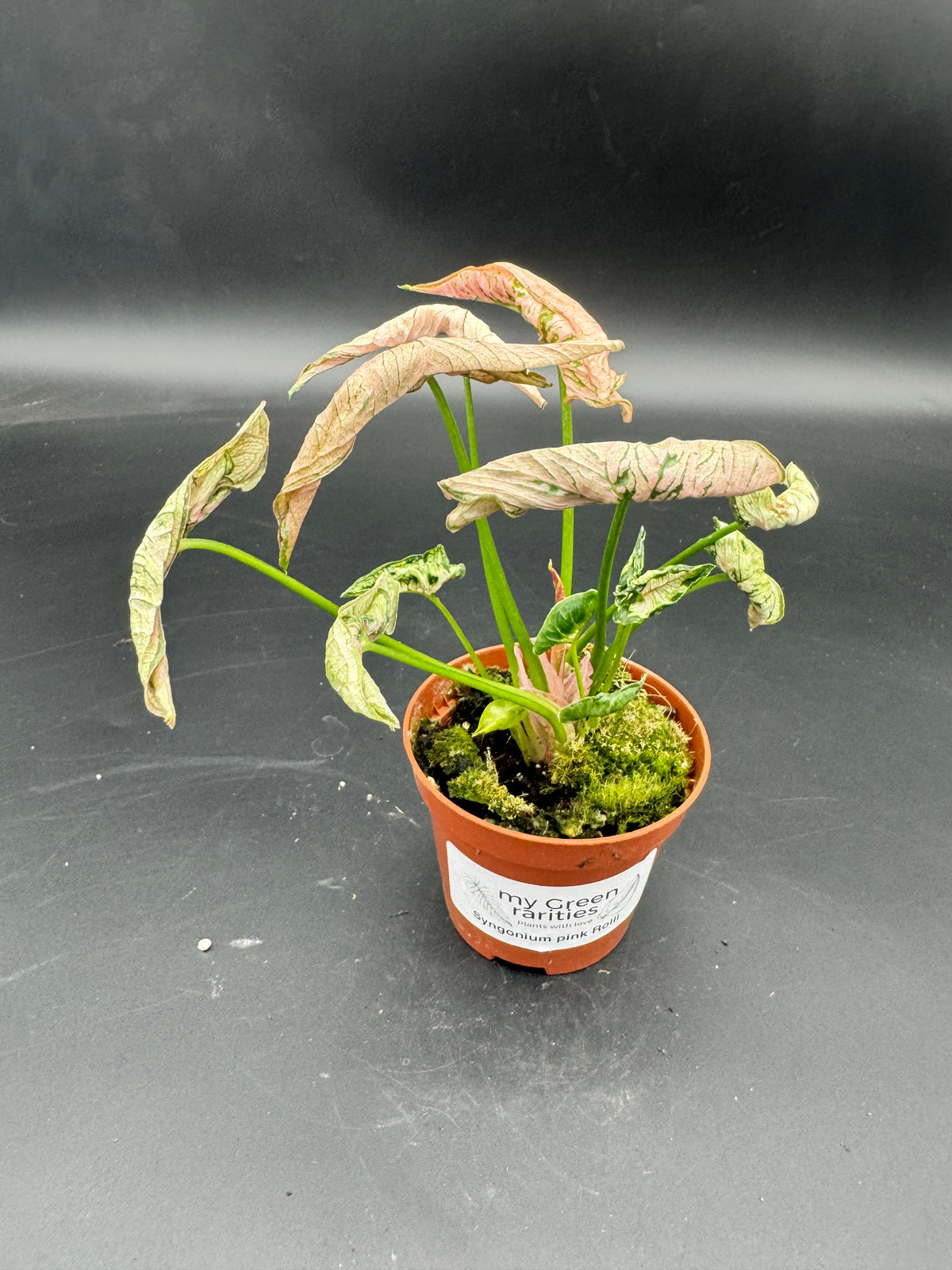 Syngonium pink rolli