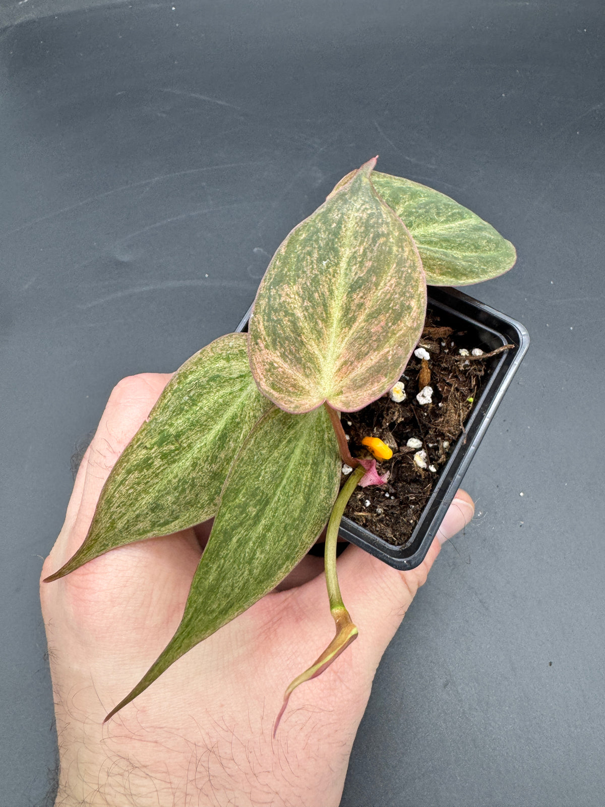 Philodendron micans pink marble variegata