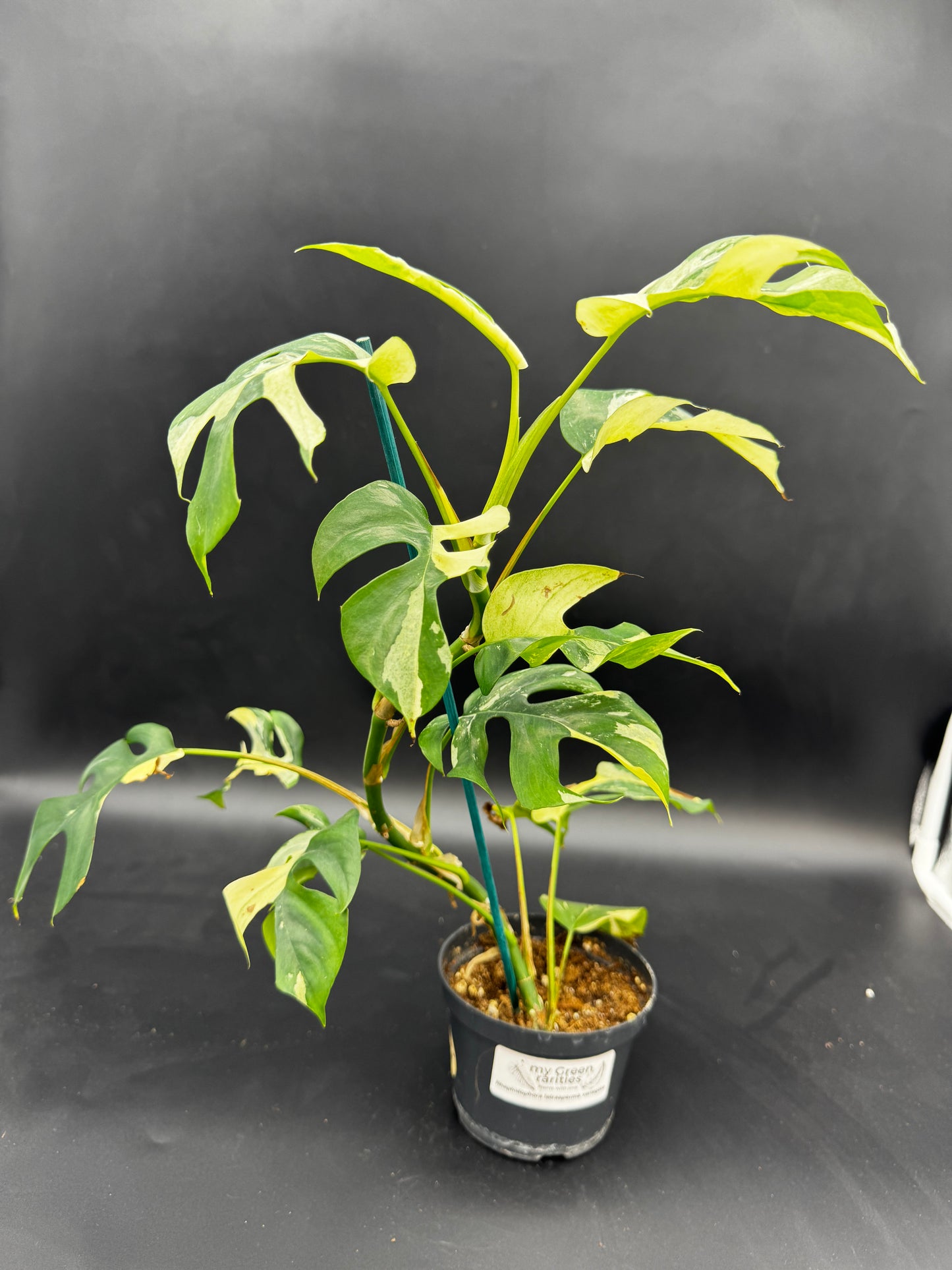Rhaphidophora tetrasperma variegata