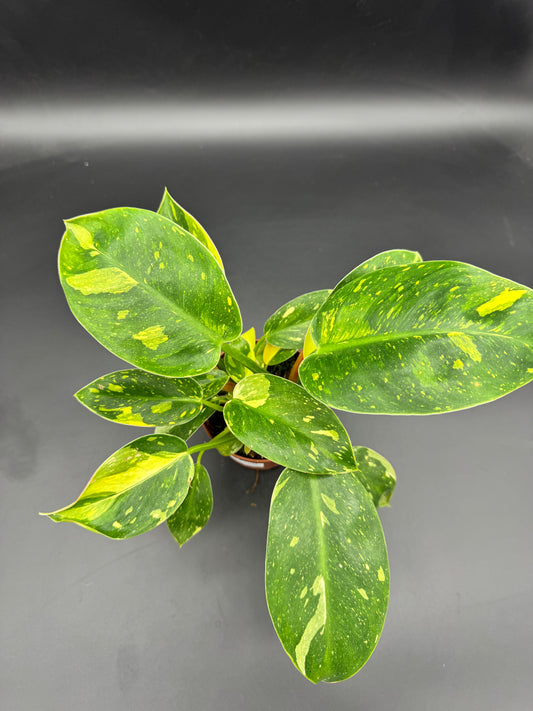 Philodendron Green Kongo variegata