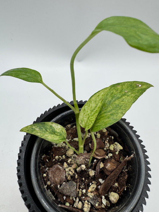 Epipremnum pinnatum mint variegata