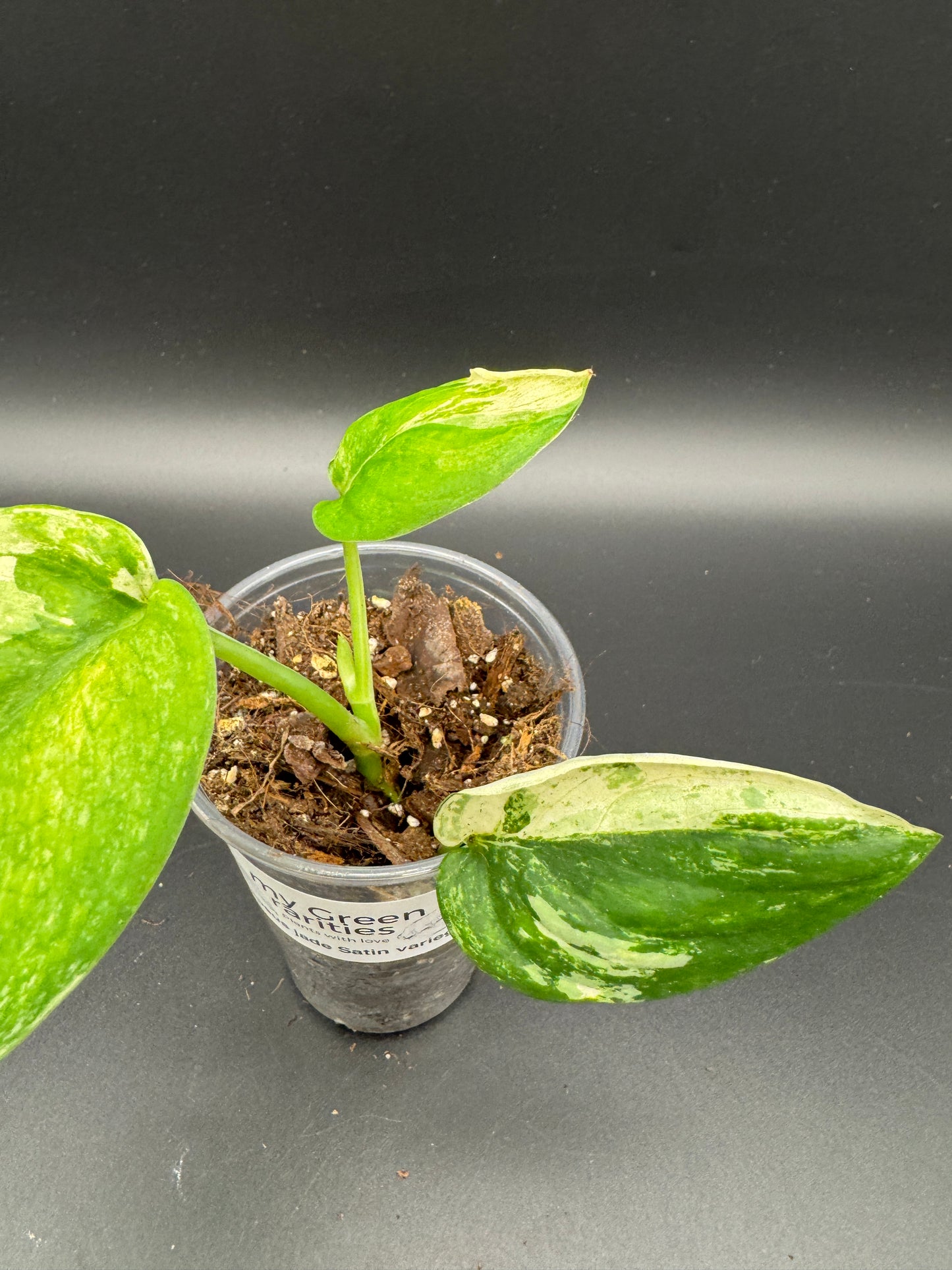 Scindapsus jade Satin variegata