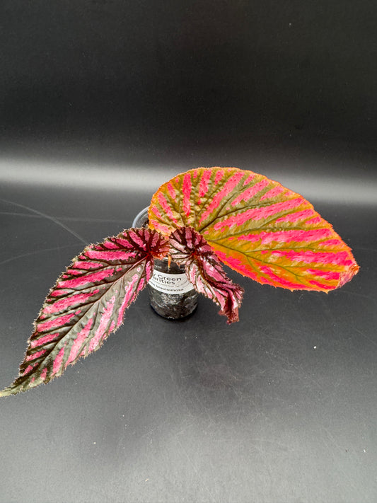Begonia Brevirimosa