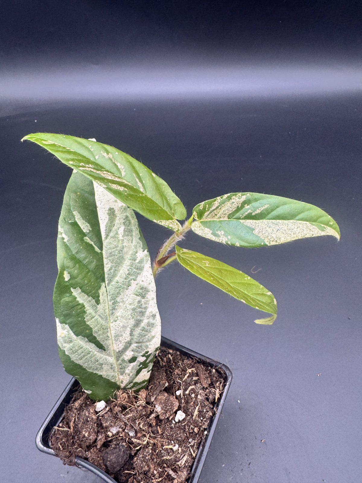 Ficus Sagittata Pink Variegata