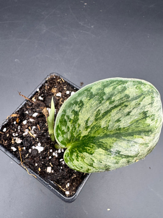 Scindapsus exotica Hologram